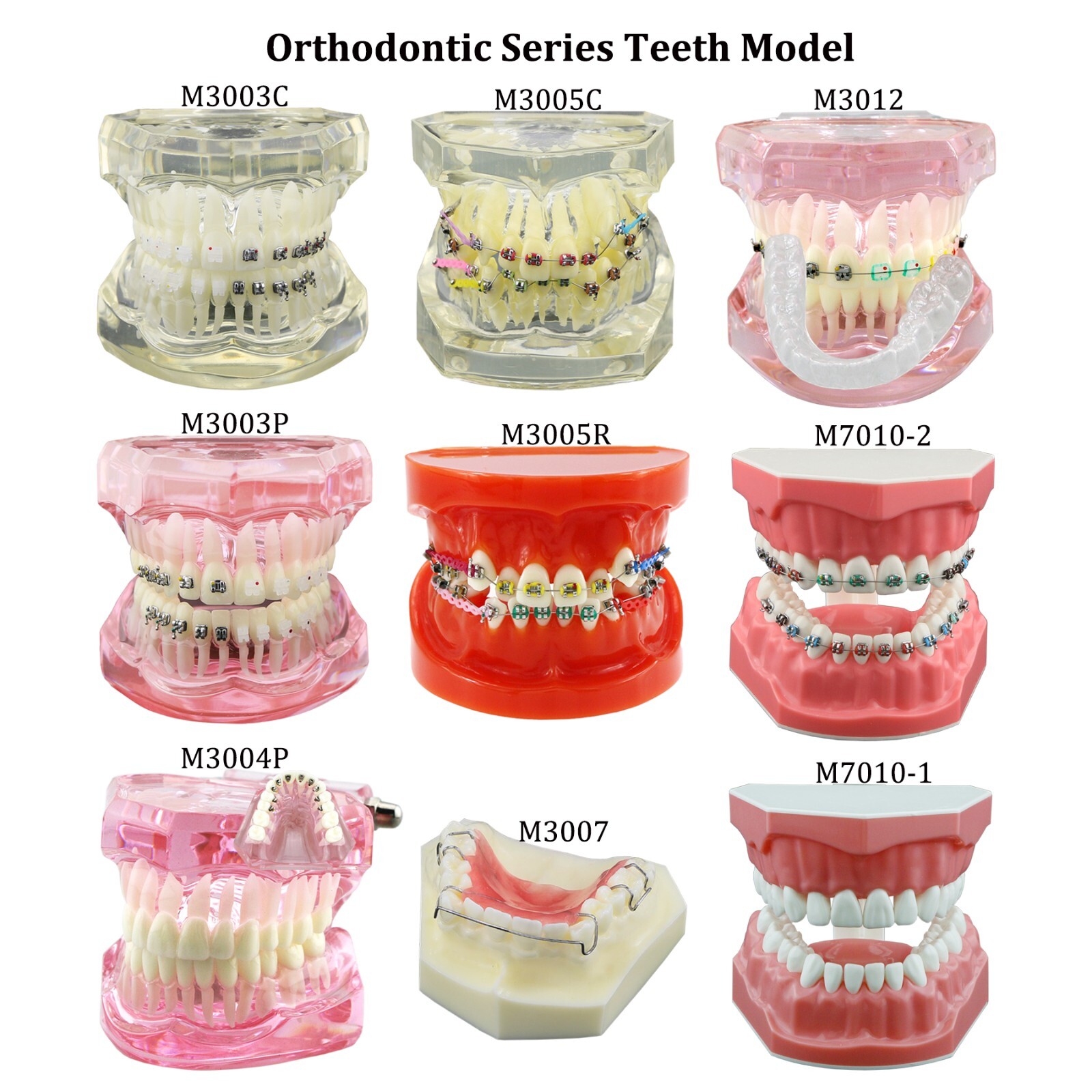 Dental Typodont Orthodontic Teeth Model With Metal Ceramic Brackets Retainer