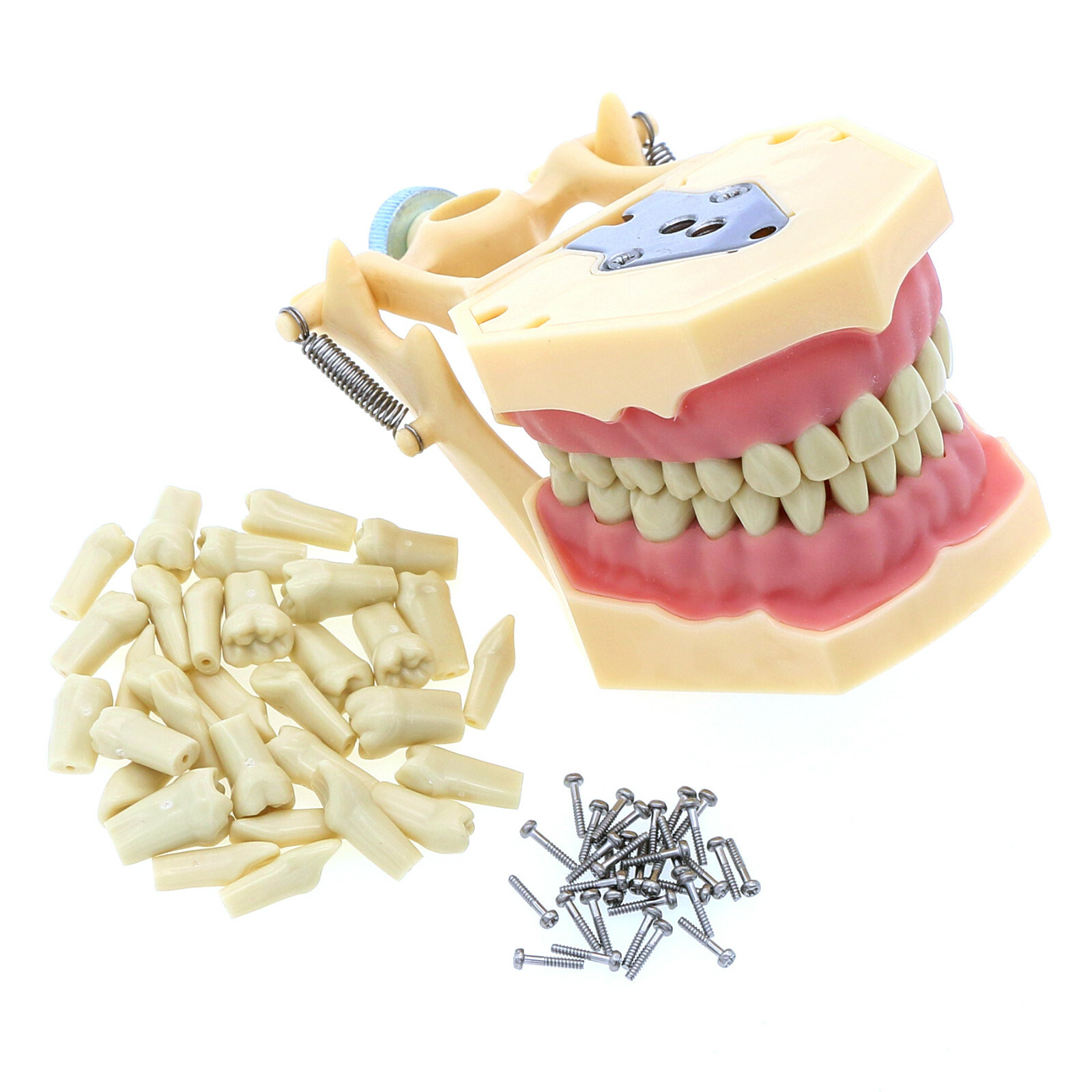 Dental Frasaco AG3 Type Restorative Typodont Model 32pc Marked Teeth M8014-2