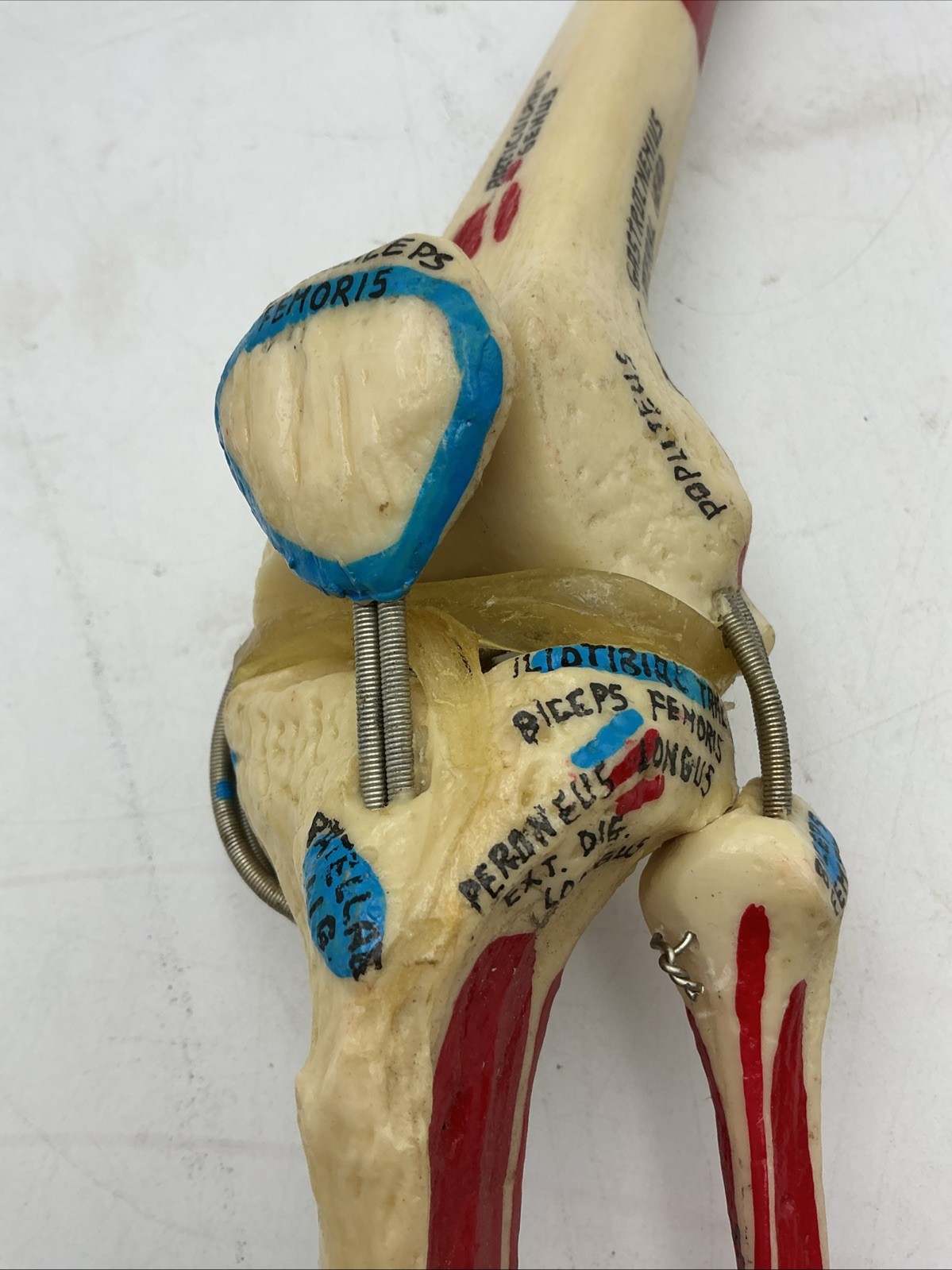 Medical Plastics Laboratory Functional Knee Joint Model with Muscle Attachments