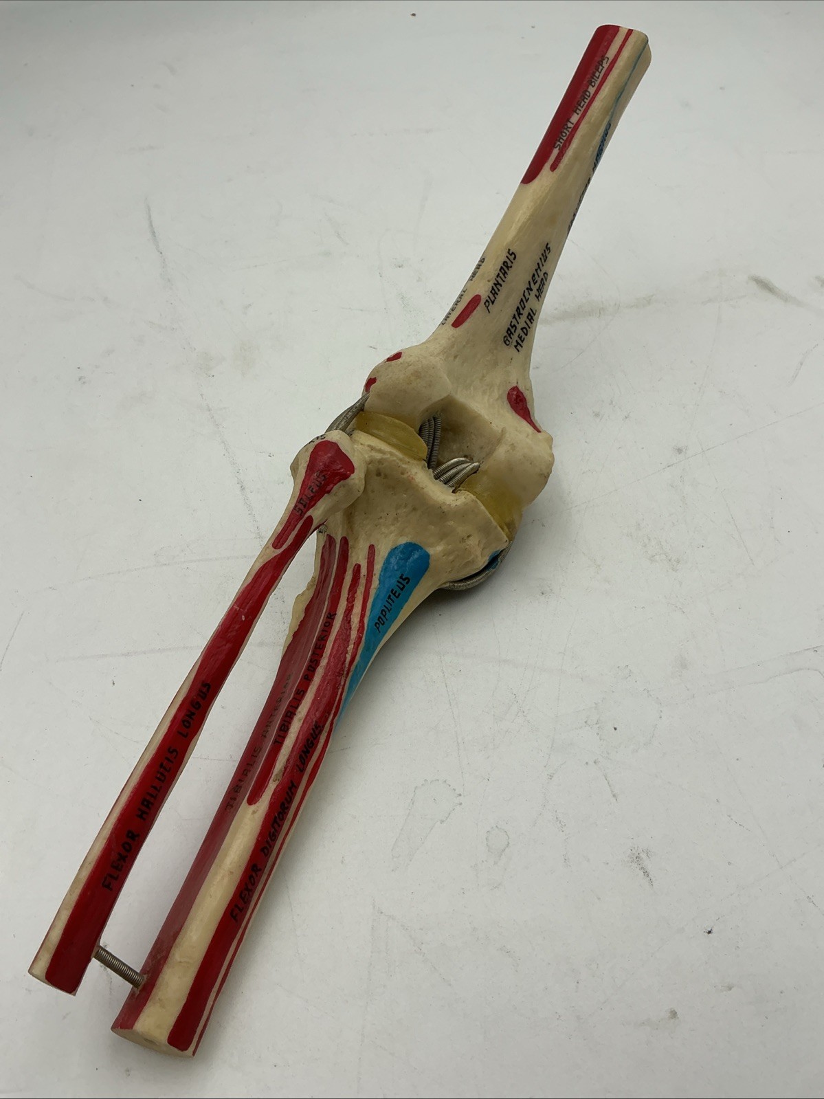Medical Plastics Laboratory Functional Knee Joint Model with Muscle Attachments