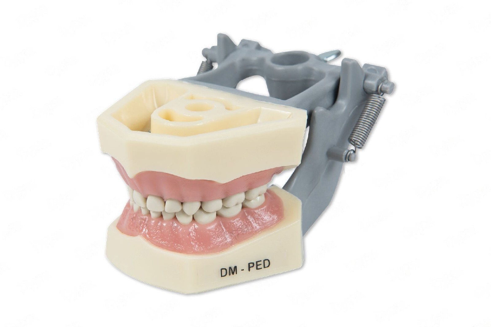 DENTAL TYPODONT PEDIATRIC 760 MODEL WITH REMOVABLE IVORINE TEETH