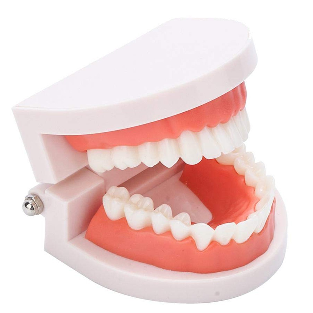 Fake Teeth Model for Teaching | 28 Tooth Typodont | Dentist Demo | BUY!
