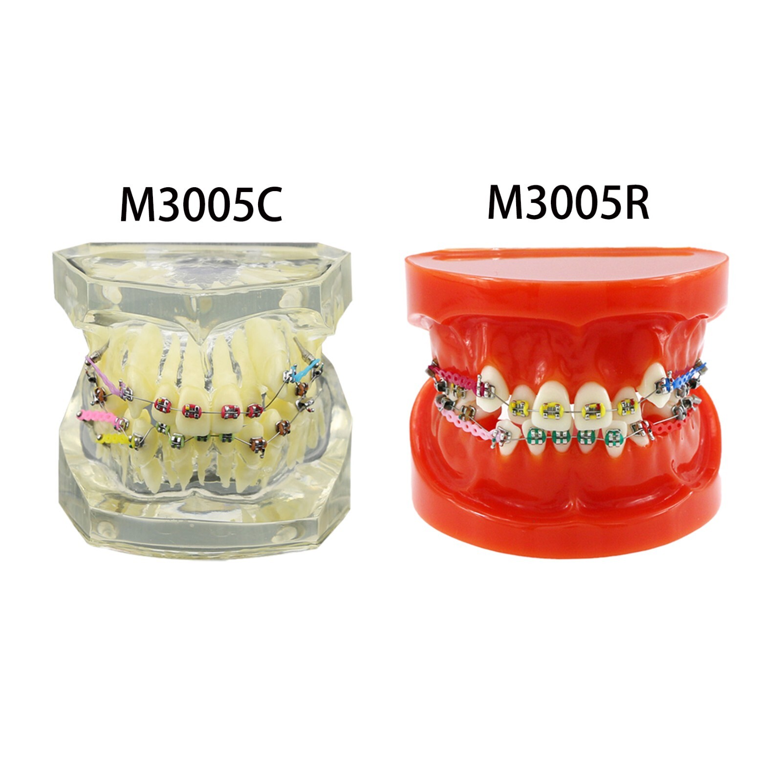 Dental Typodont Orthodontic Teeth Model With Metal Ceramic Brackets Retainer