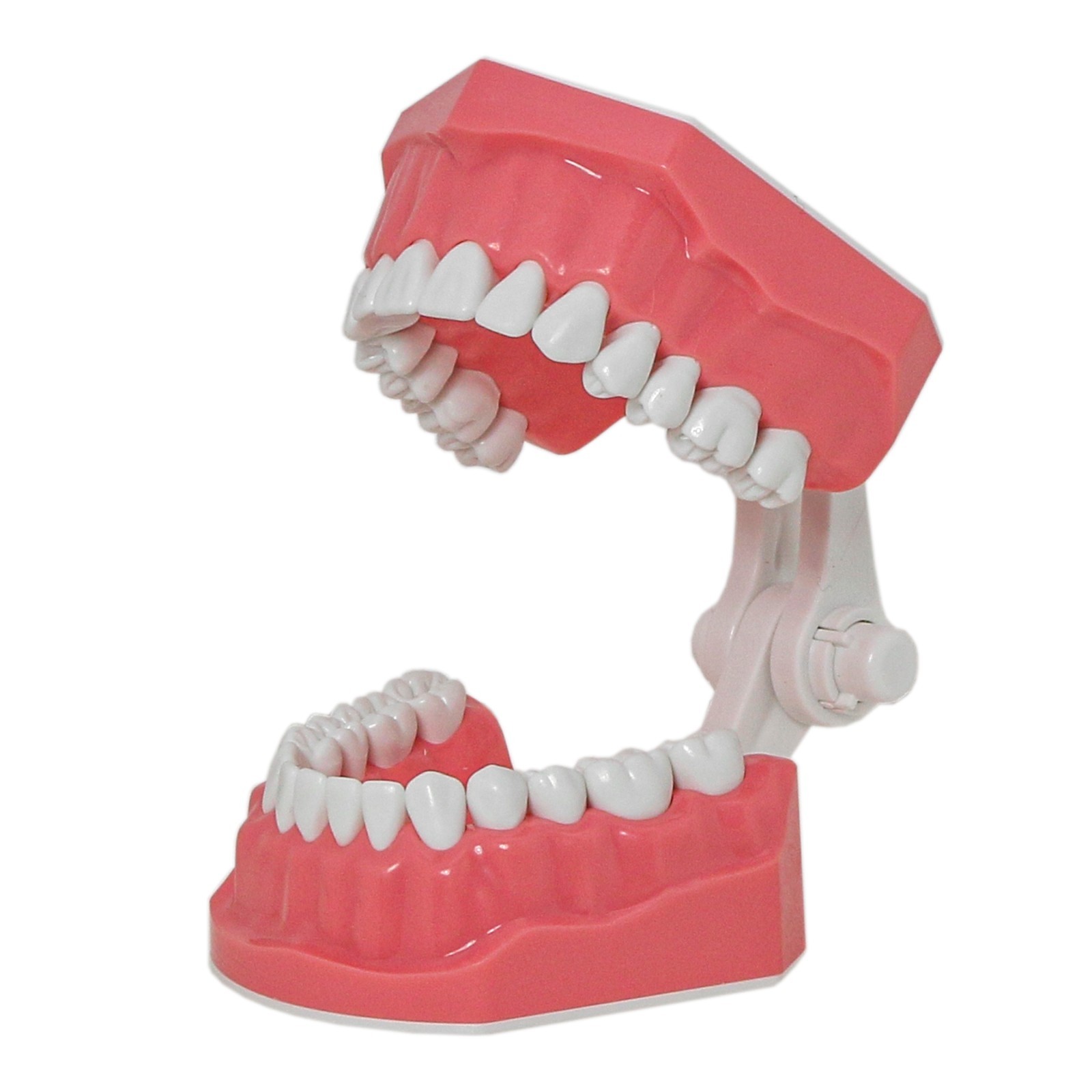 US Dental Orthodontic Model Brushing Flossing Practice Teeth Model with Brackets