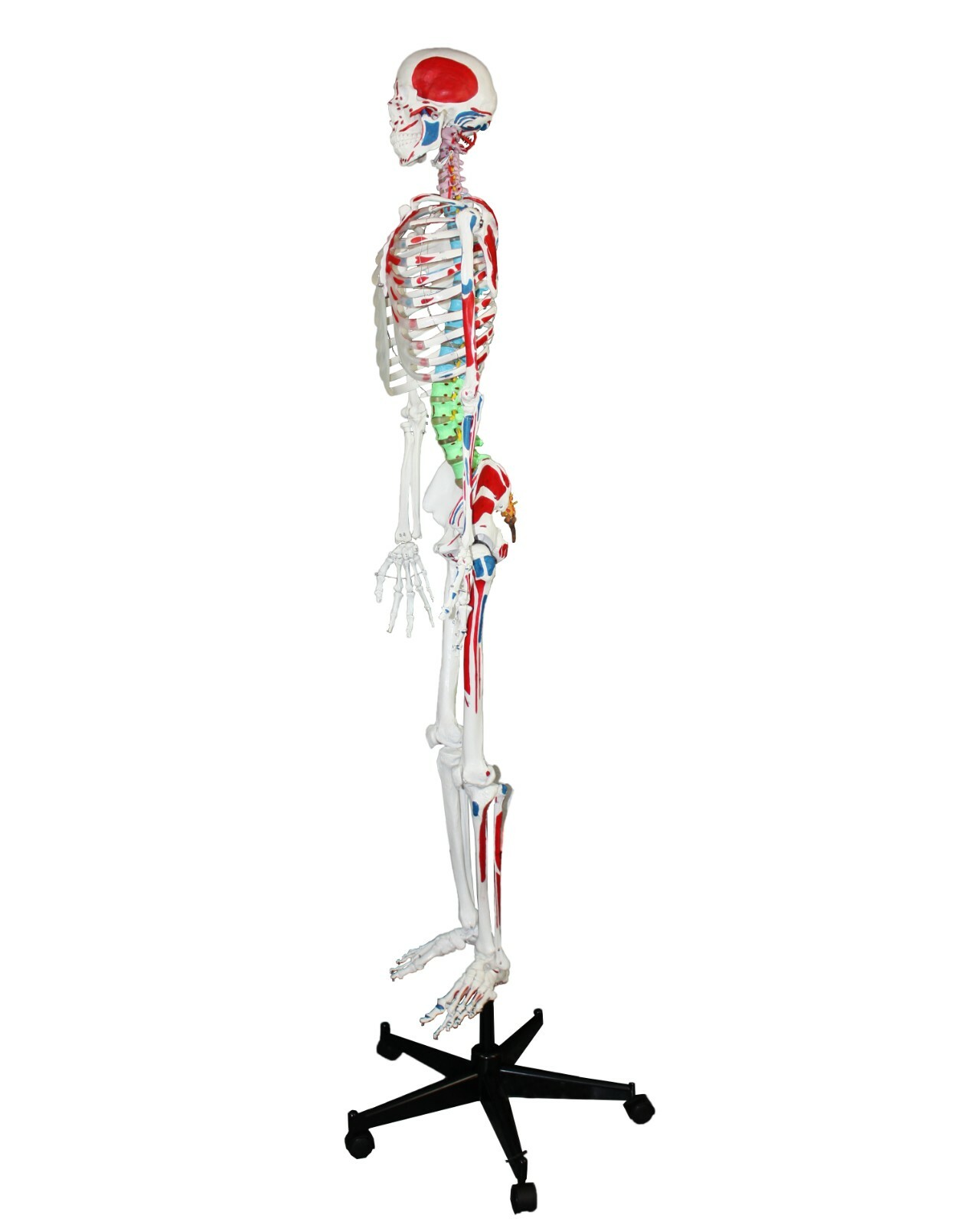 PARCO PB00008-DC Full Size Skeleton W Hand Painted Muscle, Color-Coded Vertebrae