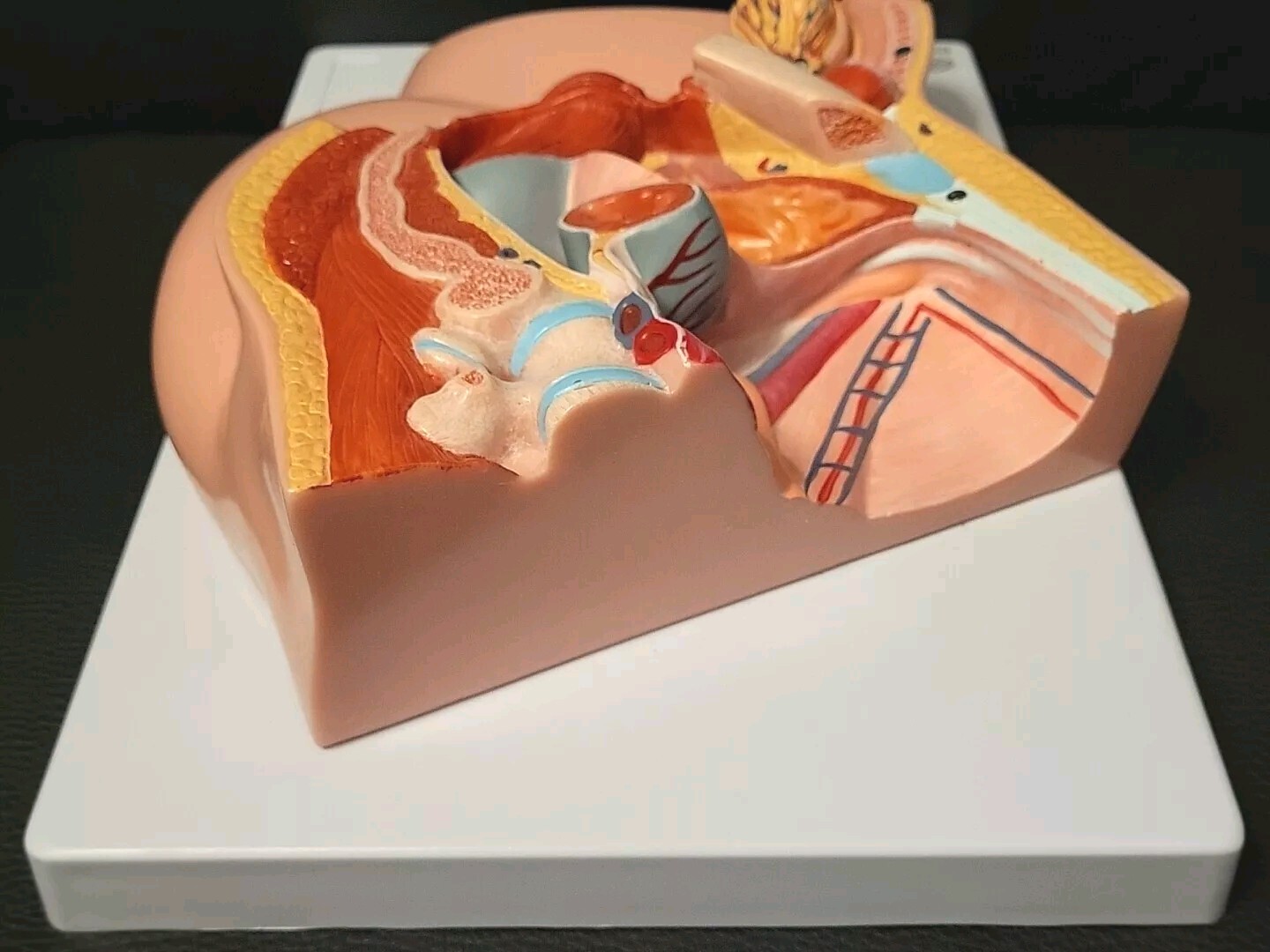 Evotech Scientific Male Pelvis Medical Anatomy Model Male Reproductive System