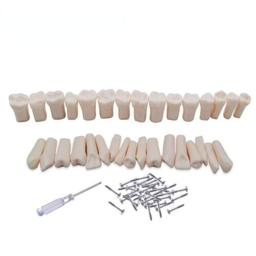 Dental Practice Typodont Teeth Model Removable Teeth 28 pcs Kilgore Nissin