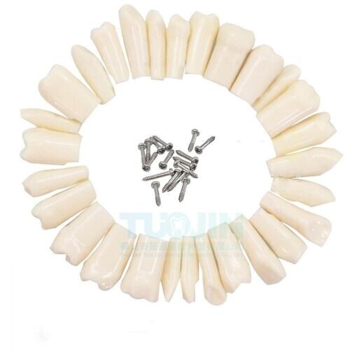 Dental Practice Typodont Teeth Model Removable Teeth 28 pcs Kilgore Nissin