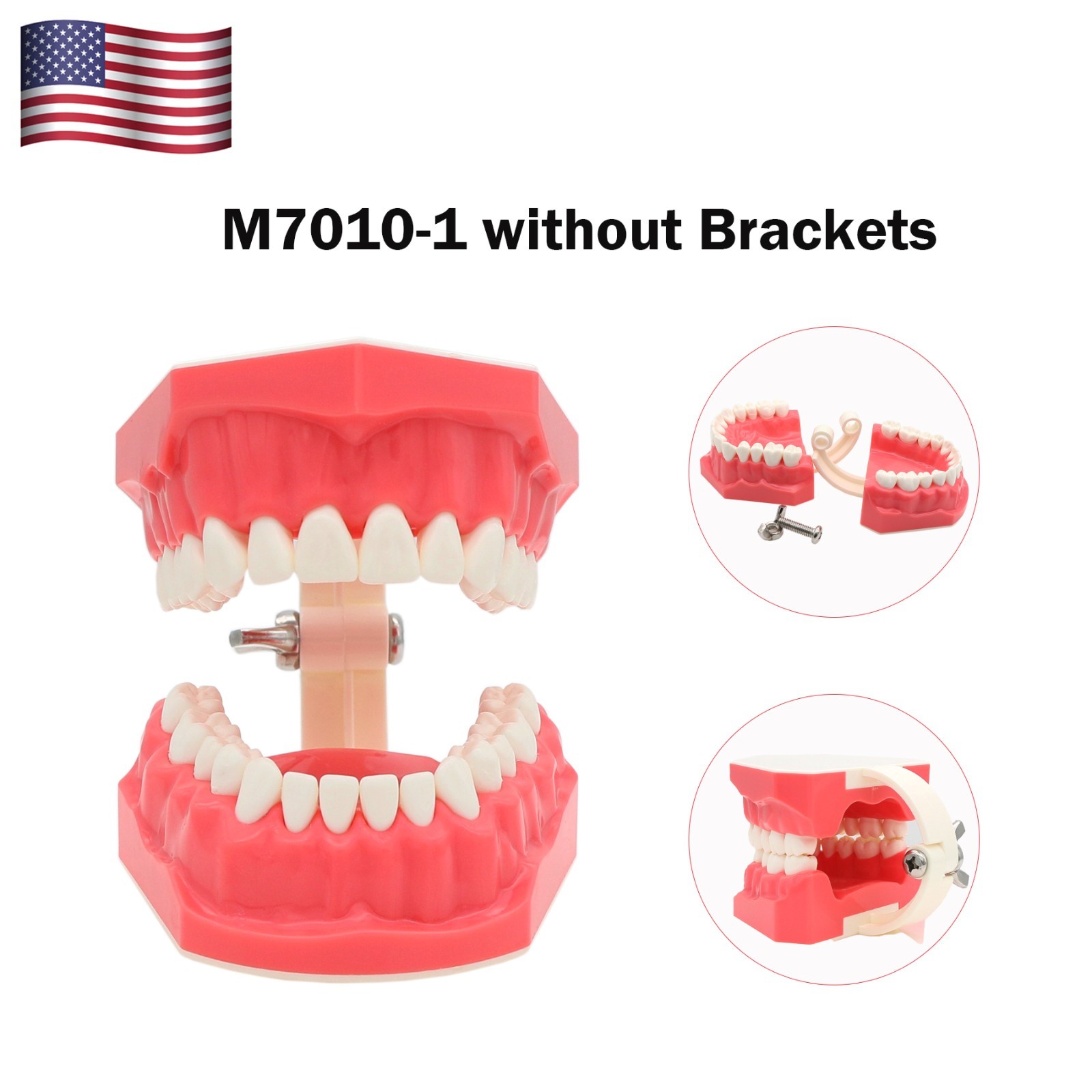 Dental Teeth Model Standard 1:1Brushing Flossing Practice Teaching Model M7010-1