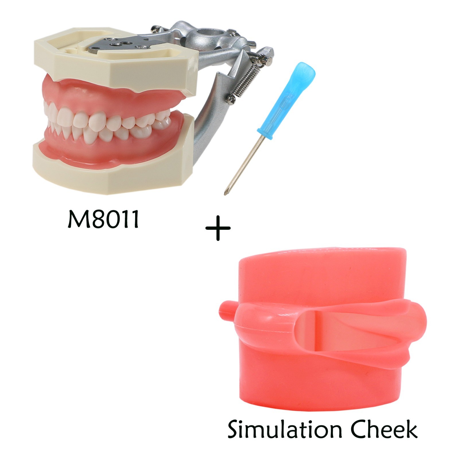 Kilgore Nissin 200/500 Dental Typodont Model With Removable Teeth Mounting Pole