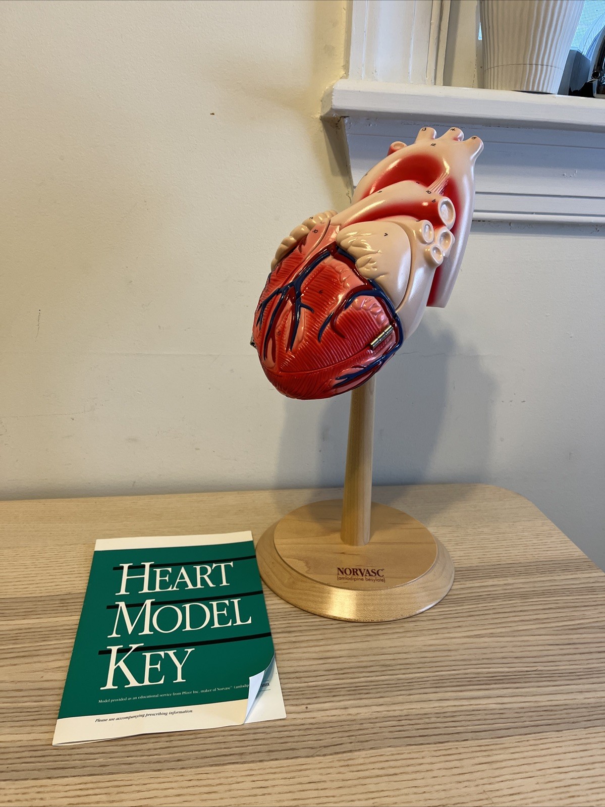 Norvasc Amlodipine Besylate Plastic Human Heart With Flaps Doctor Office Prop