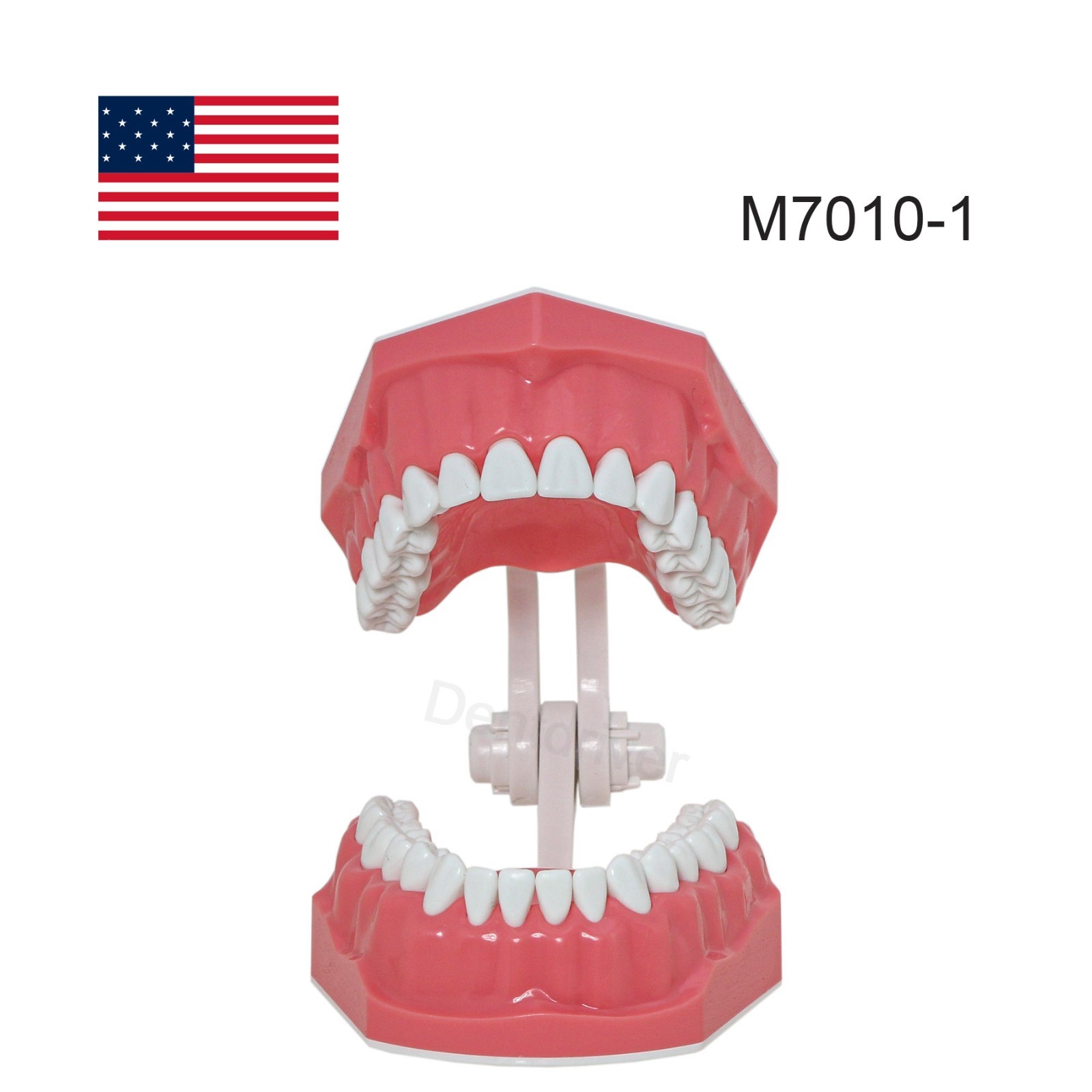 US M7010 Series Typodont M7010-1 Hygiene/M7010-2 Orthodontic Bracket Teeth Model
