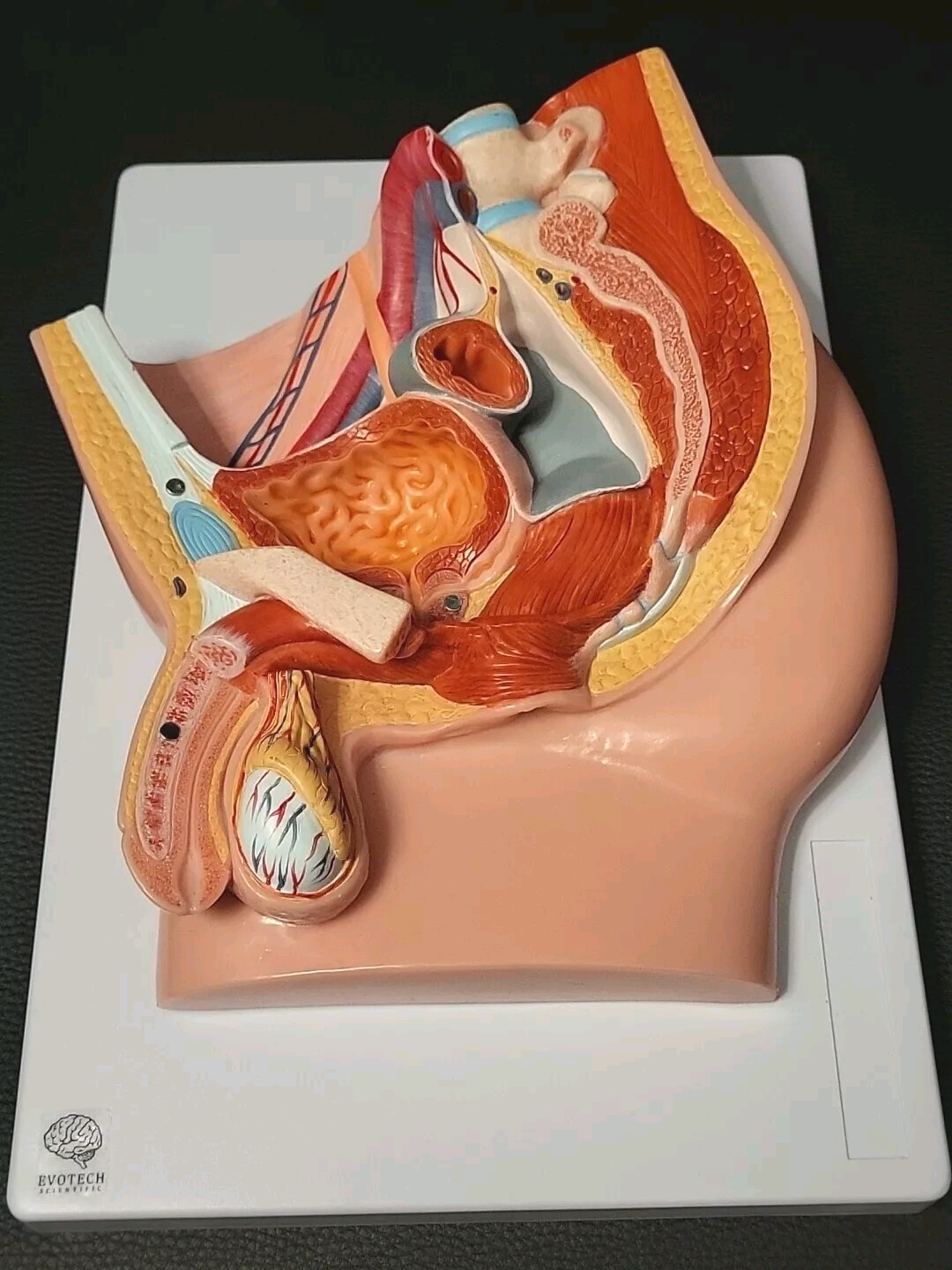 Evotech Scientific Male Pelvis Medical Anatomy Model Male Reproductive System