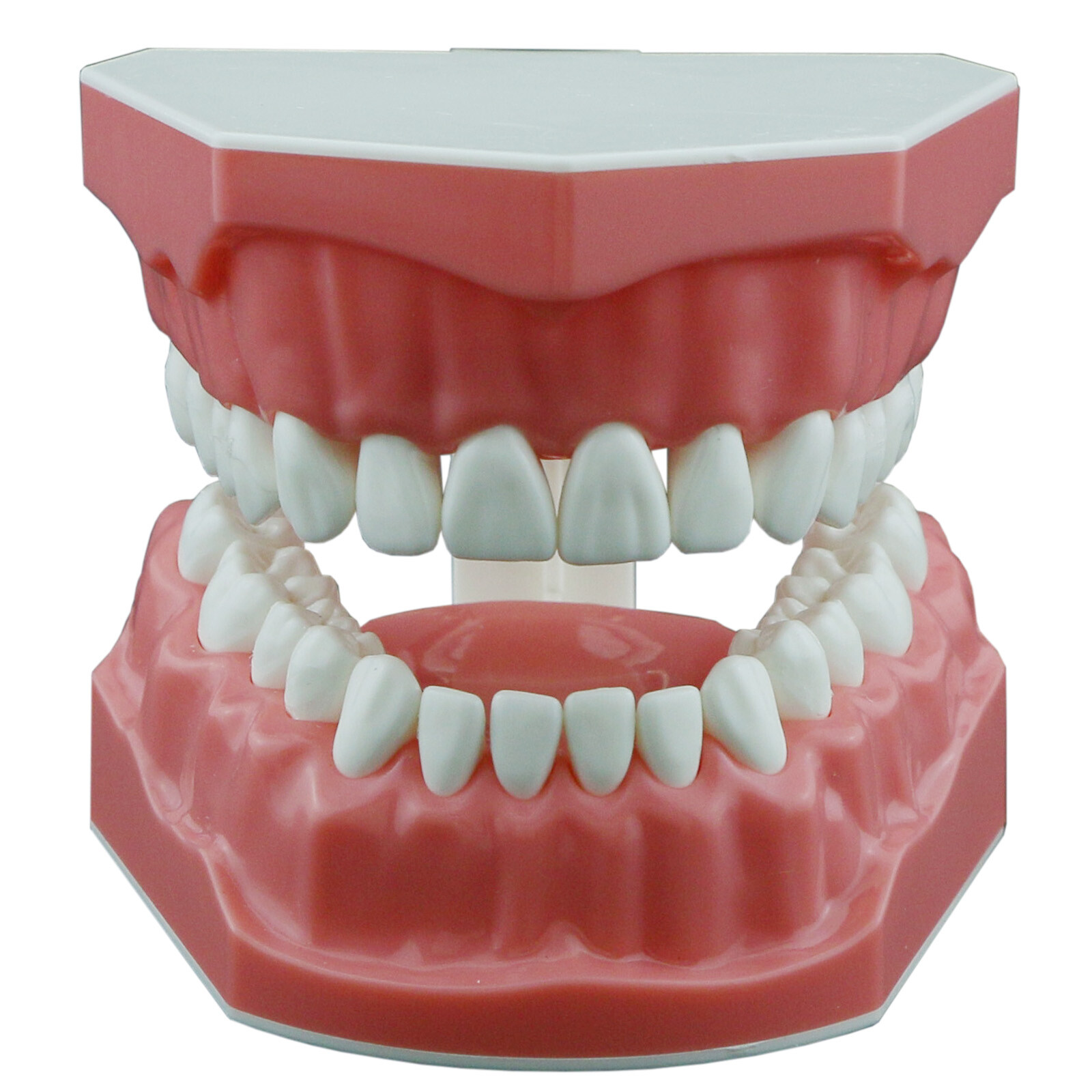 Dental Typodont Orthodontic Teeth Model With Metal Ceramic Brackets Retainer