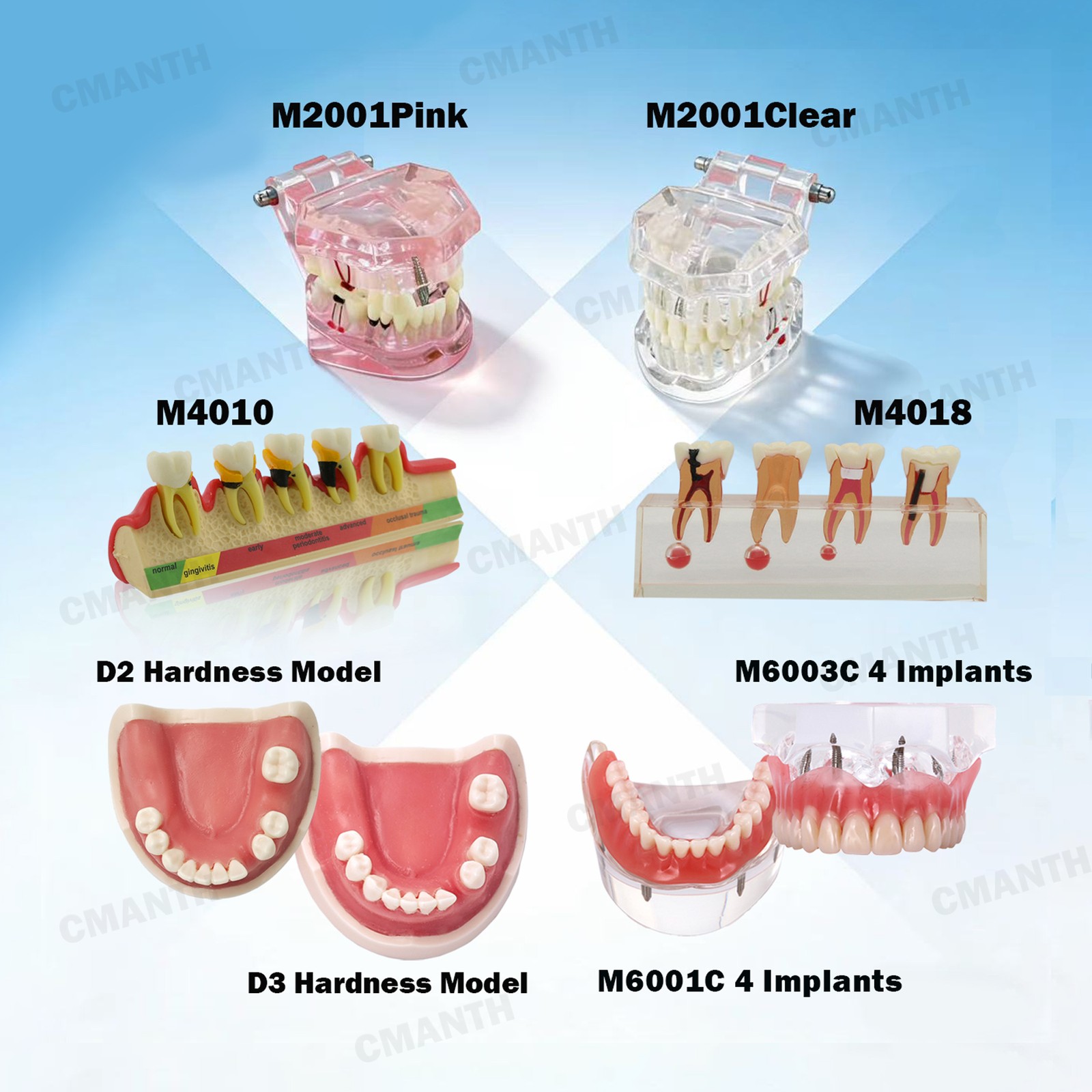 Multiple Types Dental Teeth Model Ortho Implant Pathological Perio Practice Demo
