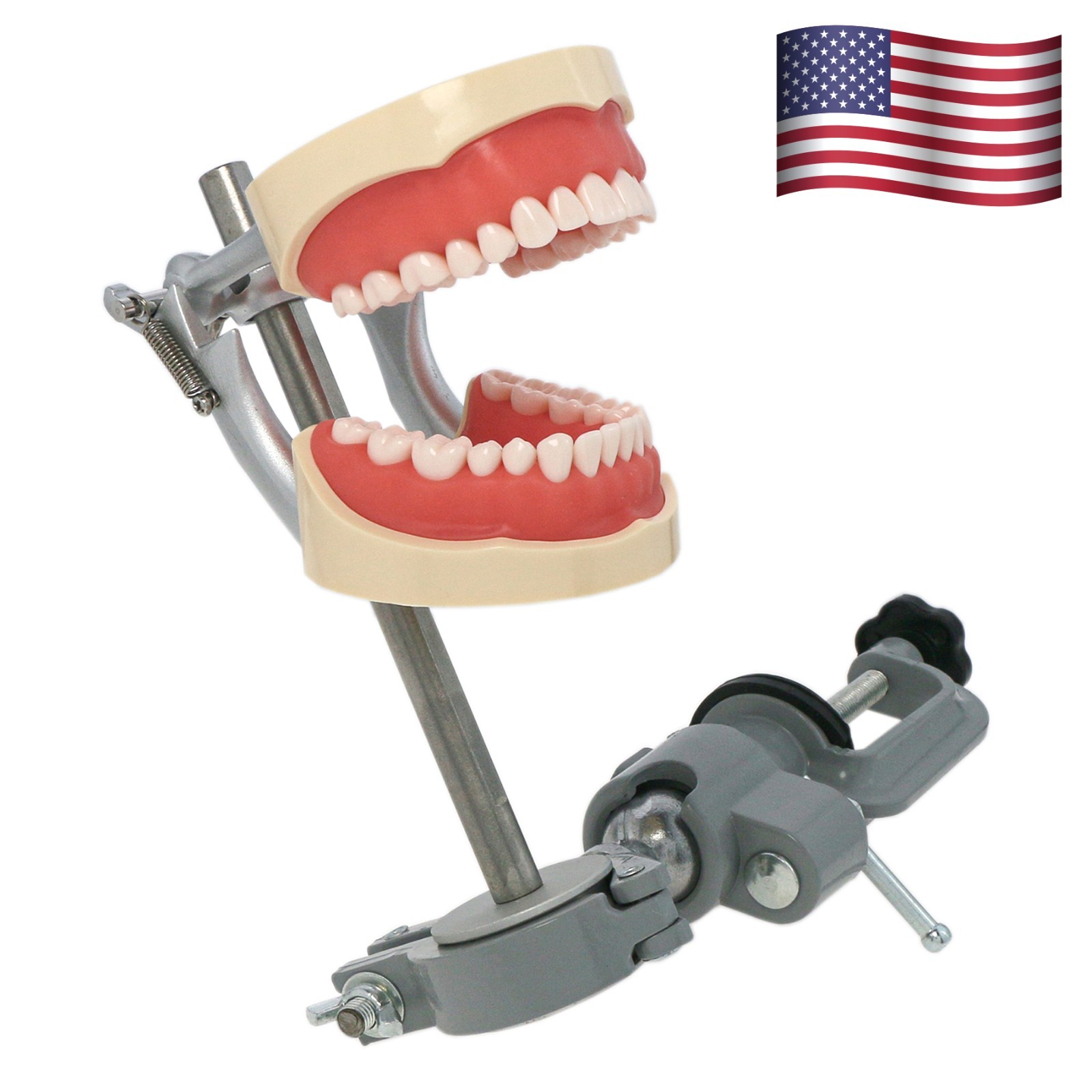 Kilgore Nissin 200/500 Dental Typodont Model With Removable Teeth Mounting Pole