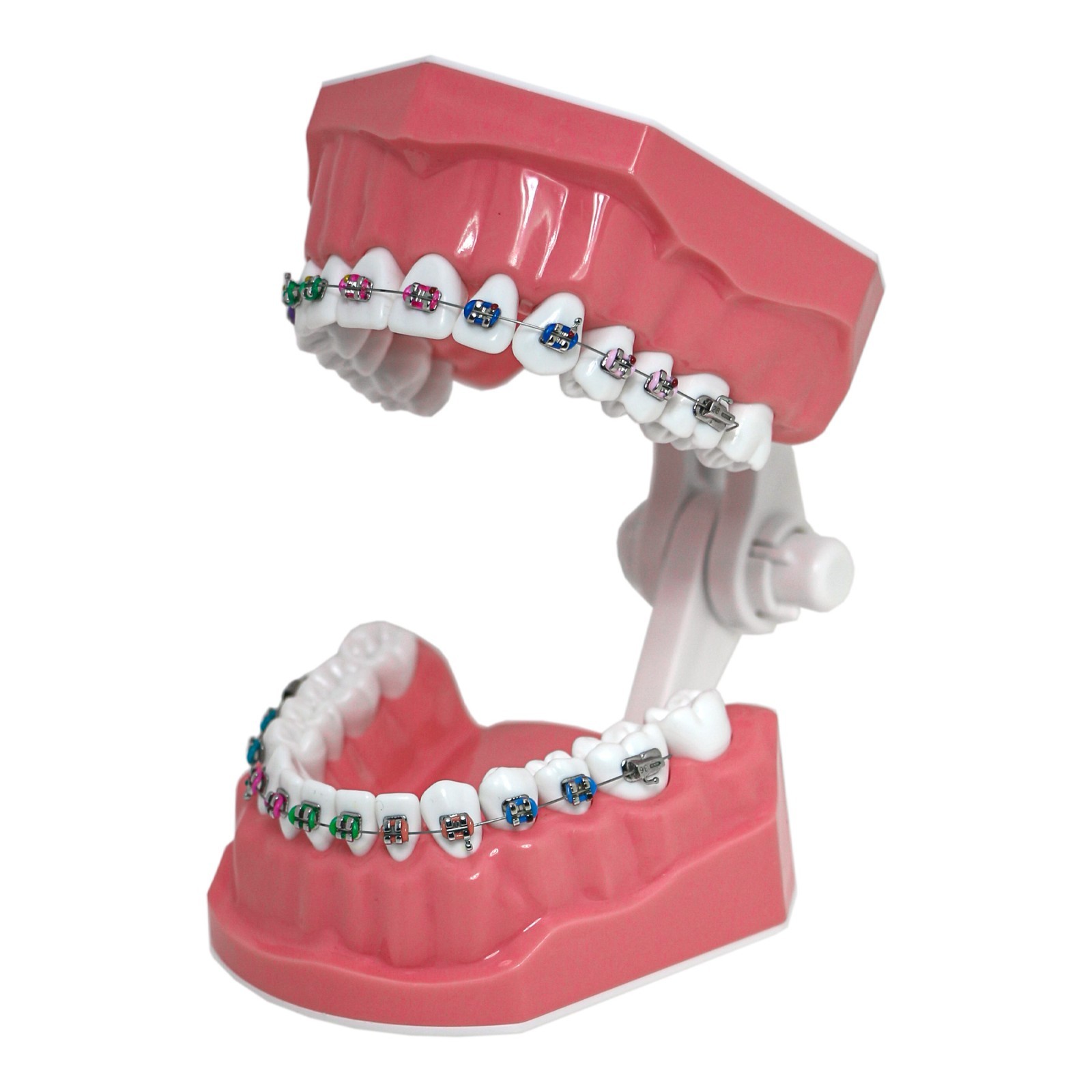 US Dental Orthodontic Model Brushing Flossing Practice Teeth Model with Brackets