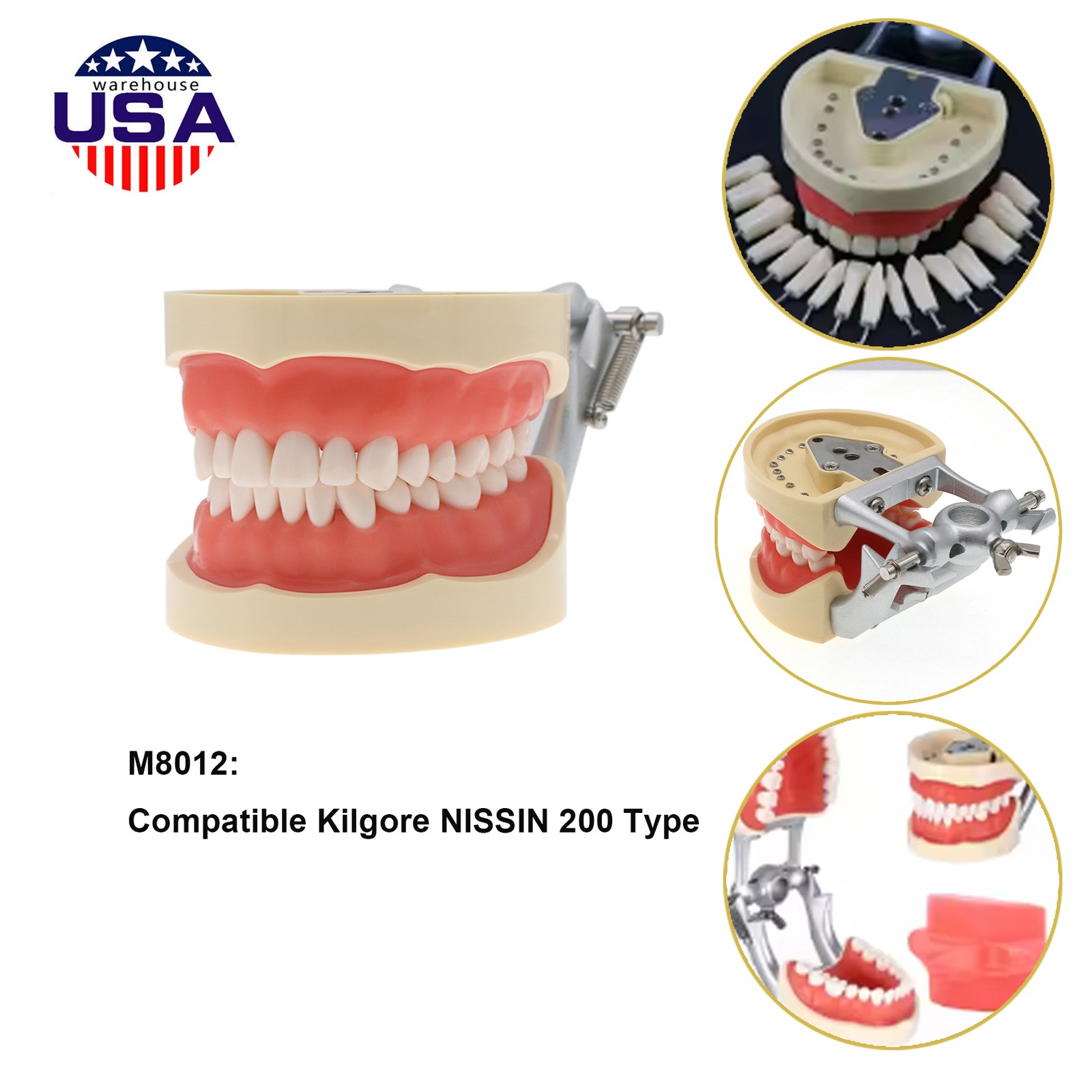 US Dental Overdenture/Implant/Orthodontic Typodont Ortho Training Teaching Model