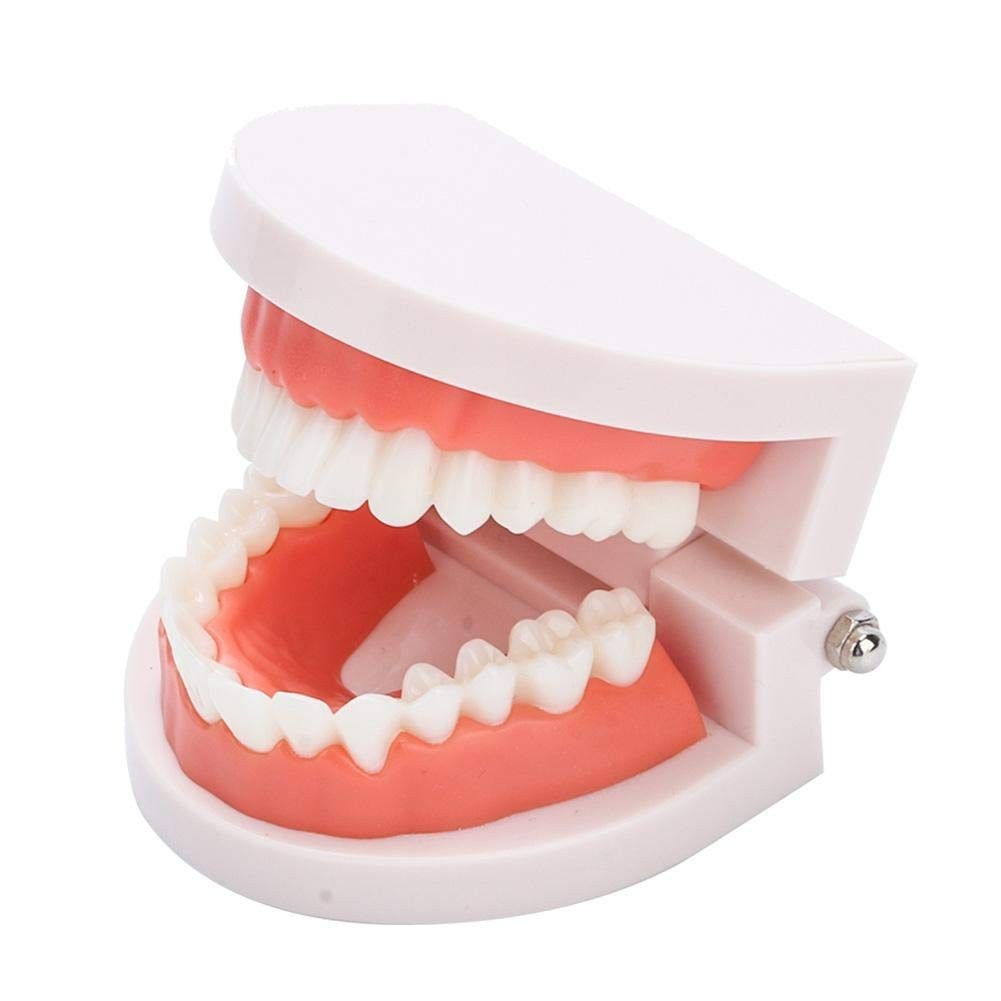 Fake Teeth Model for Teaching | 28 Tooth Typodont | Dentist Demo | BUY!