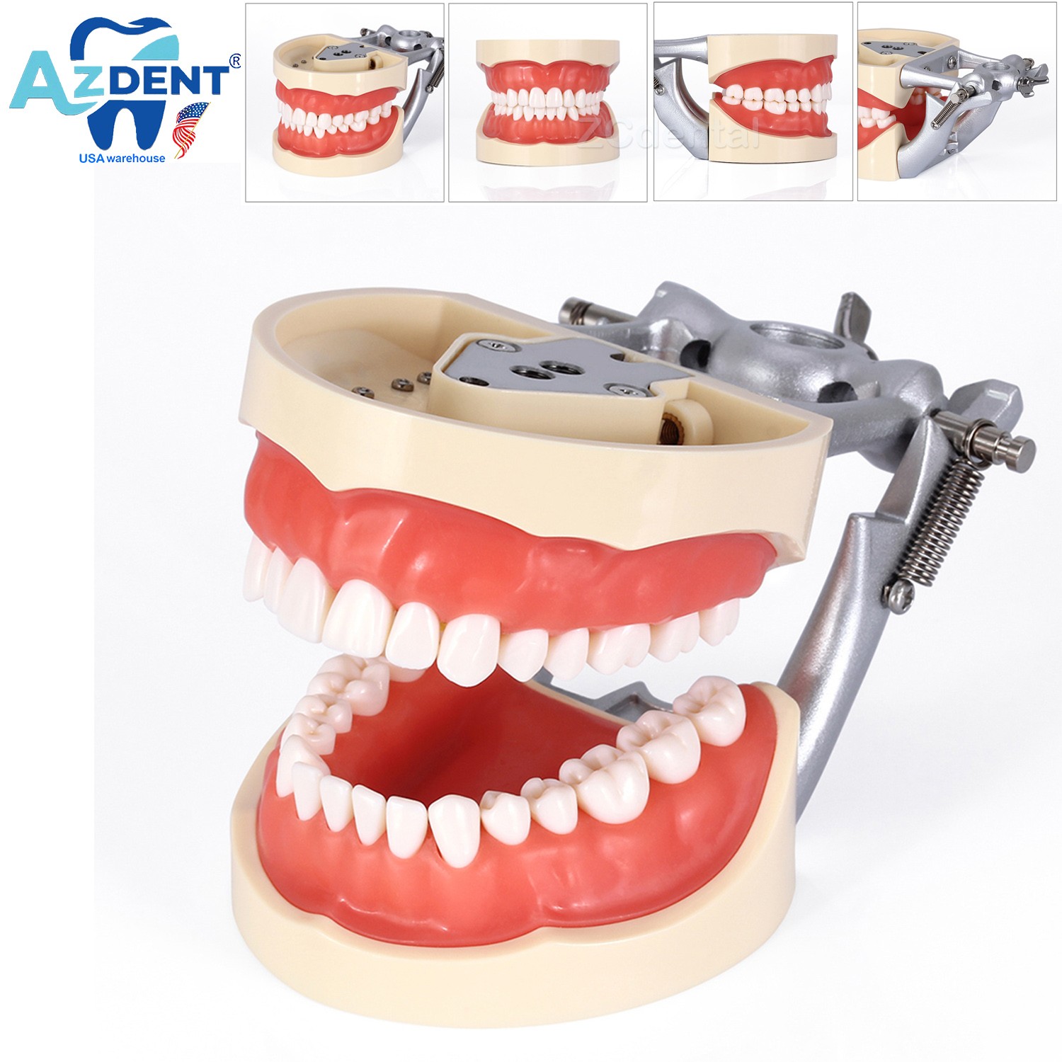 Dental Typodont Model With Removable Screw-in Teeth Anatomical Screw Mounted