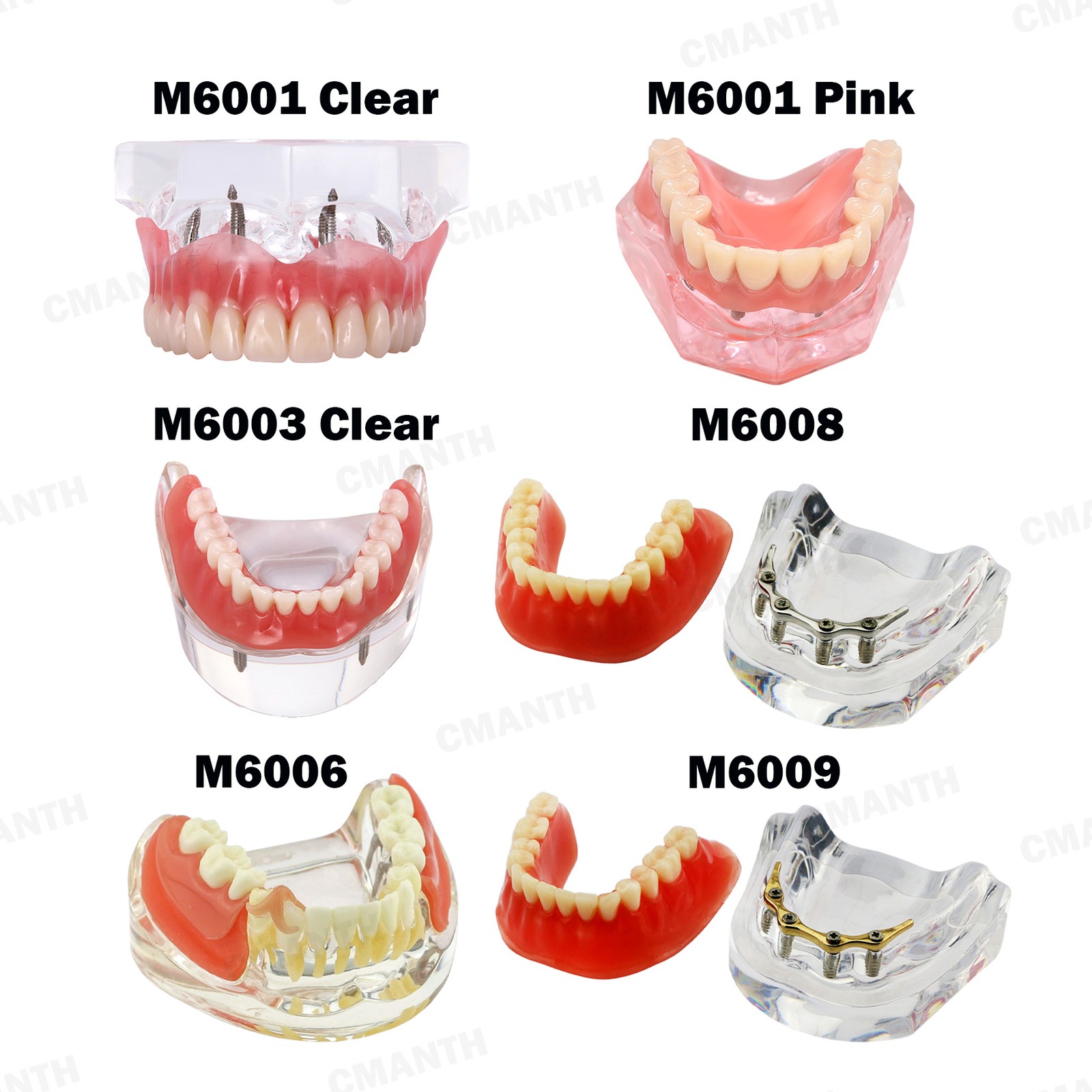 Multiple Types Dental Teeth Model Ortho Implant Pathological Perio Practice Demo