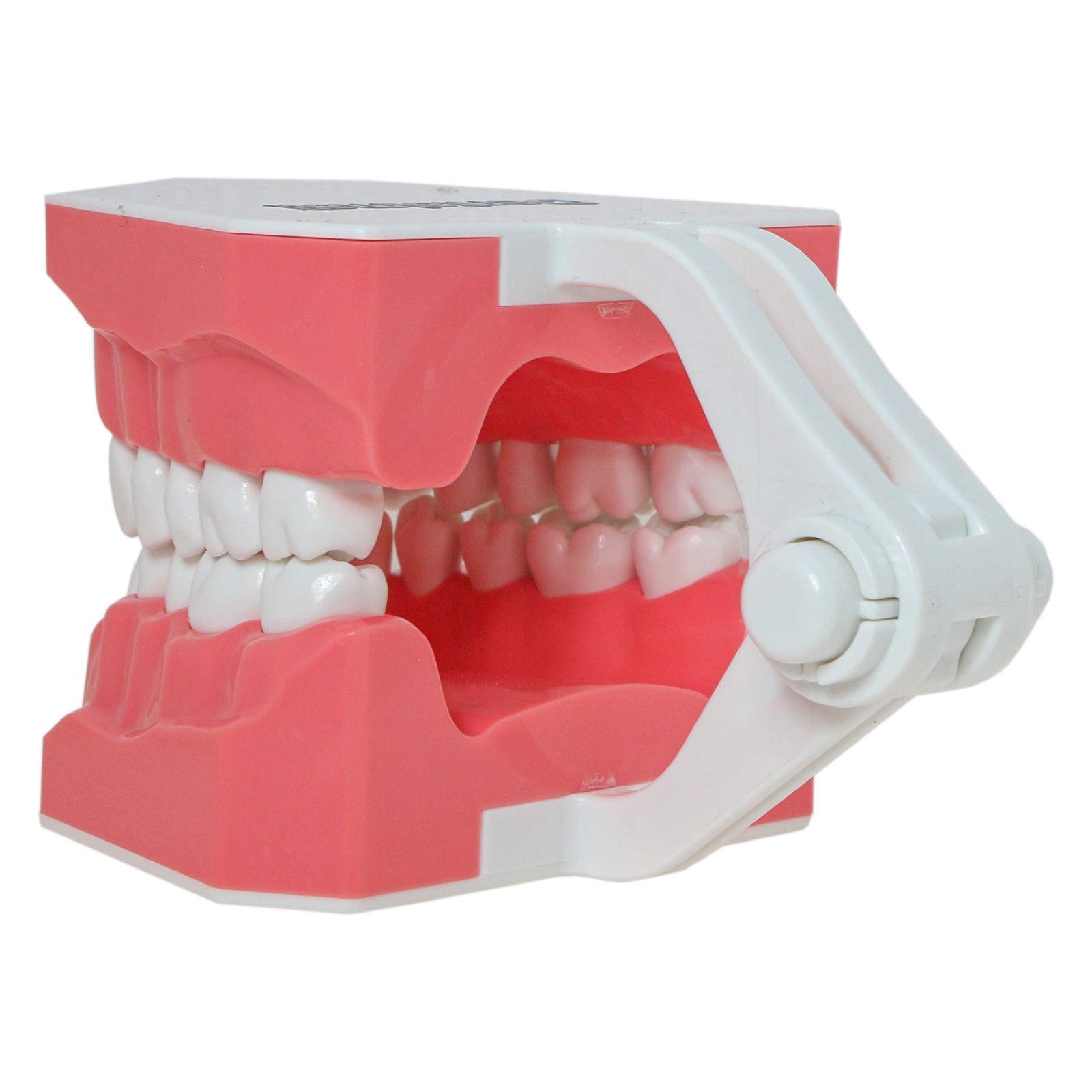 Dental Teeth Model Standard 1:1Brushing Flossing Practice Teaching Model M7010-1