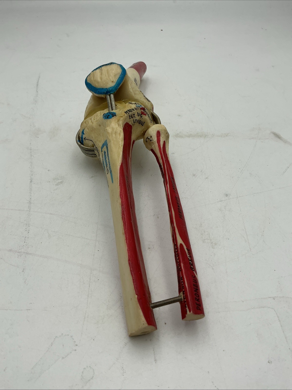 Medical Plastics Laboratory Functional Knee Joint Model with Muscle Attachments