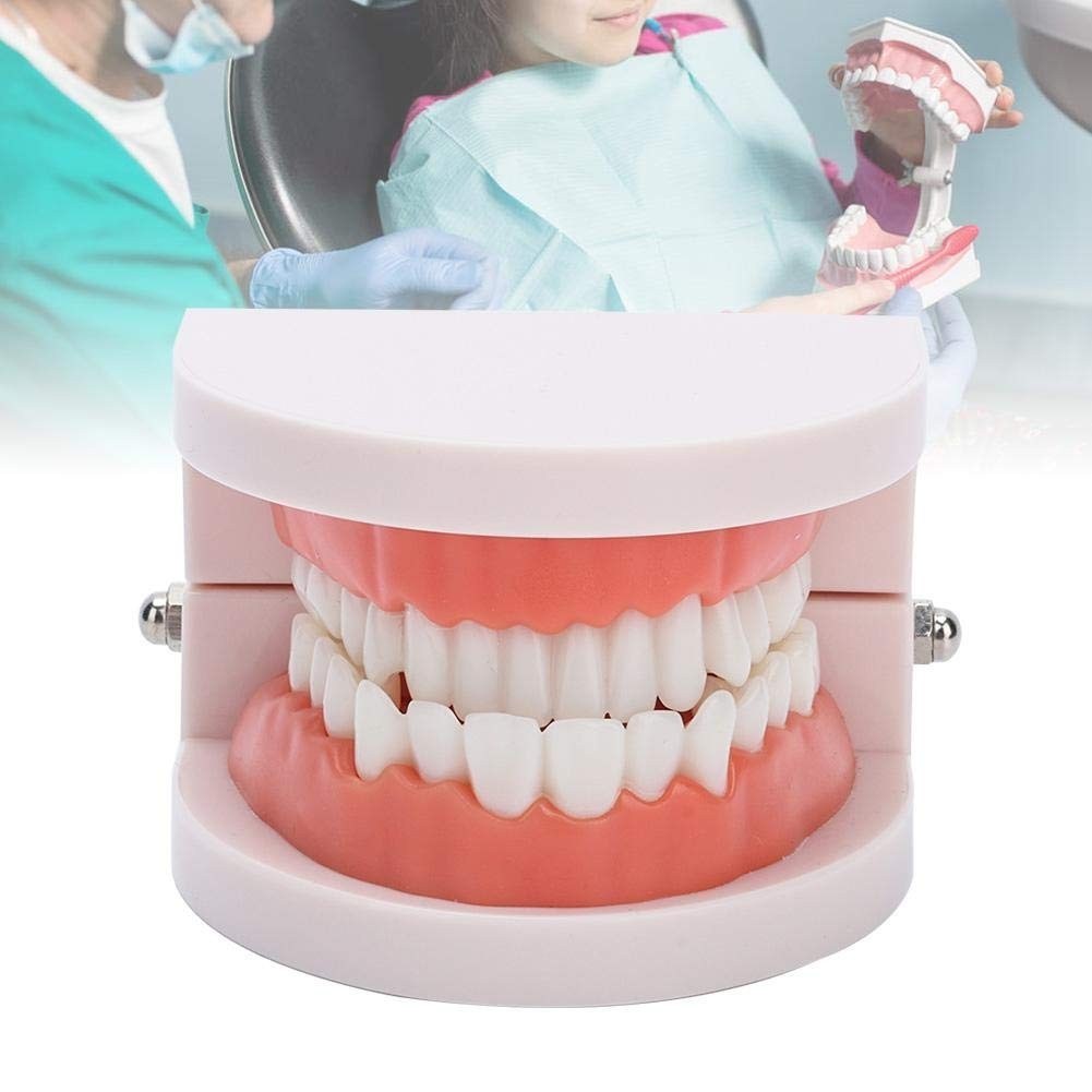 Fake Teeth Model for Teaching | 28 Tooth Typodont | Dentist Demo | BUY!
