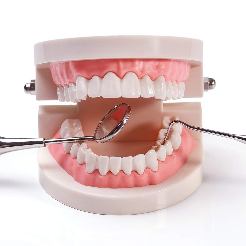 1 Pack Standard Teeth Model Adult Typodont Demonstration Denture…