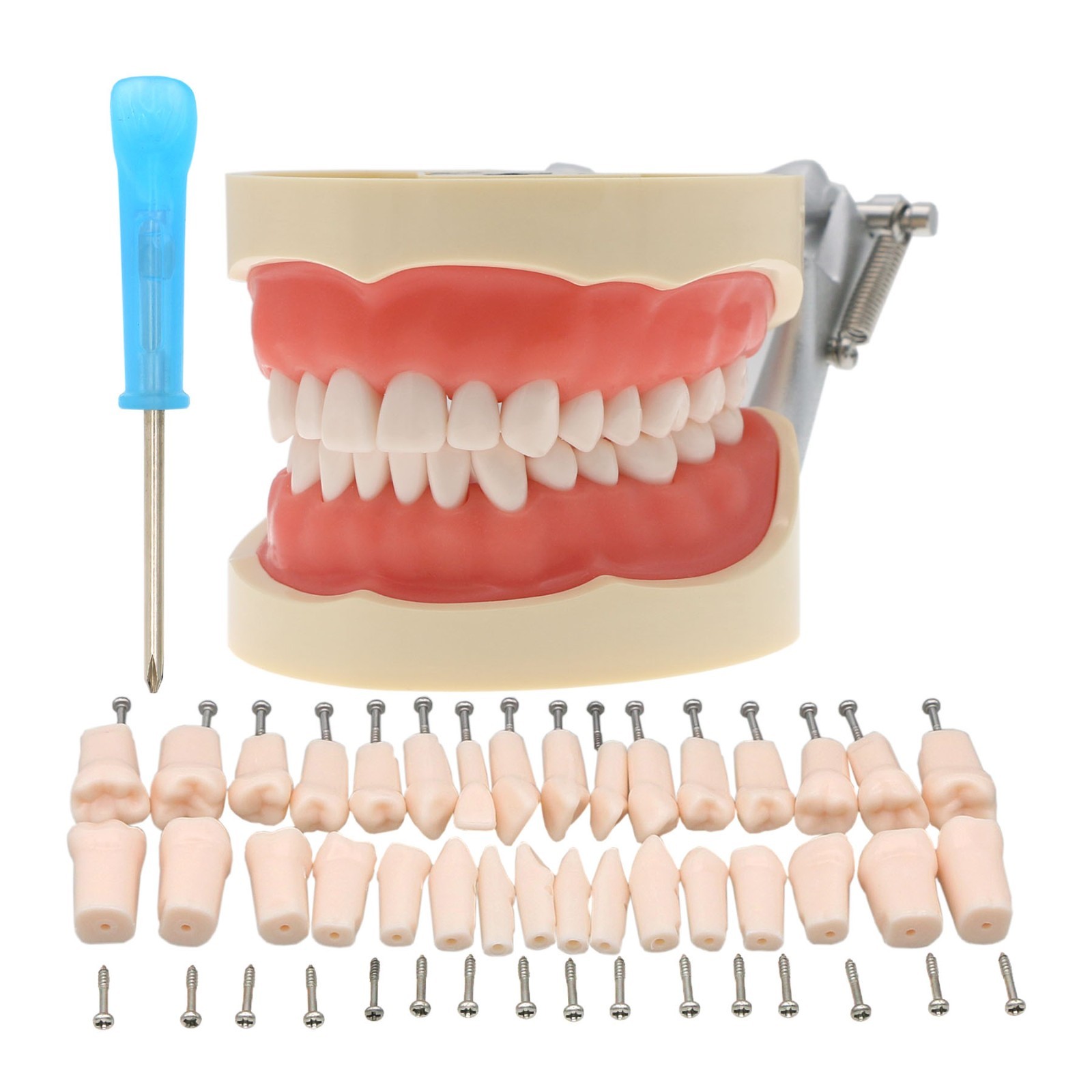 Kilgore Nissin 200/500 Dental Typodont Model With Removable Teeth Mounting Pole