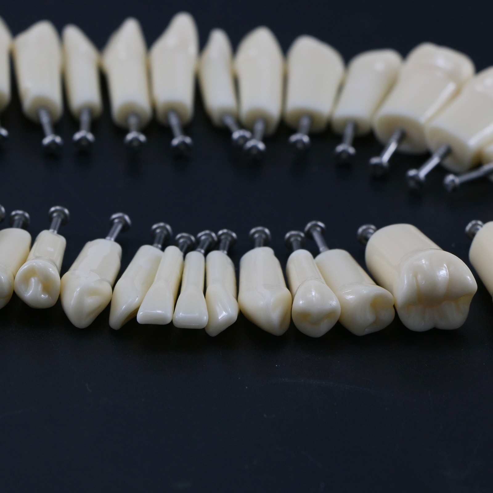 Kilgore Nissin 200 Type Dental Mounting Pole Typodont Model 32pc Removable Teeth