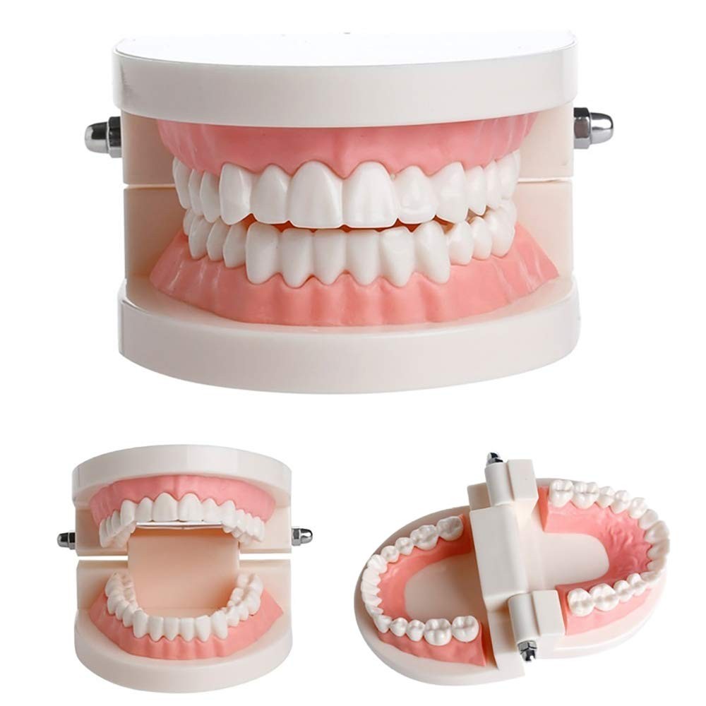1 Pack Standard Teeth Model Adult Typodont Demonstration Denture…