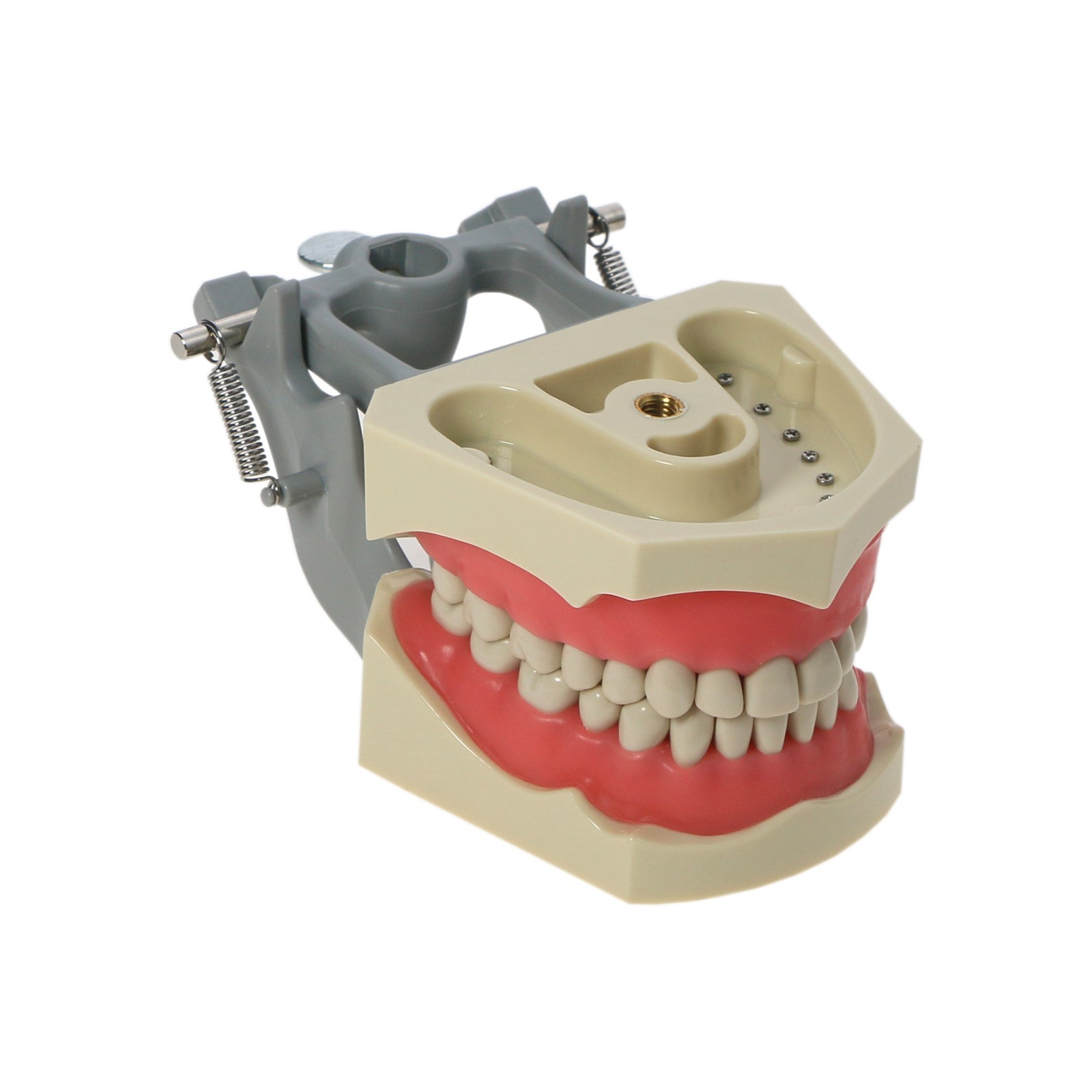 US Columbia 860 Type Dentoform Dental Typodont Model with 32Pcs Removable Teeth