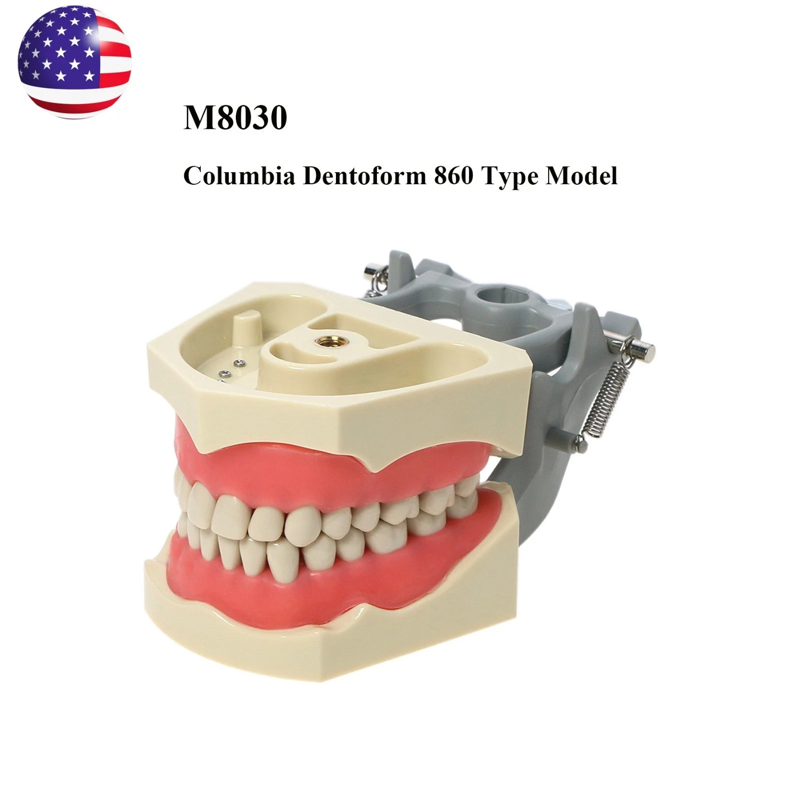 US Columbia Dentoform 860 Type Dental Typodont Model 32pcs Removable Teeth
