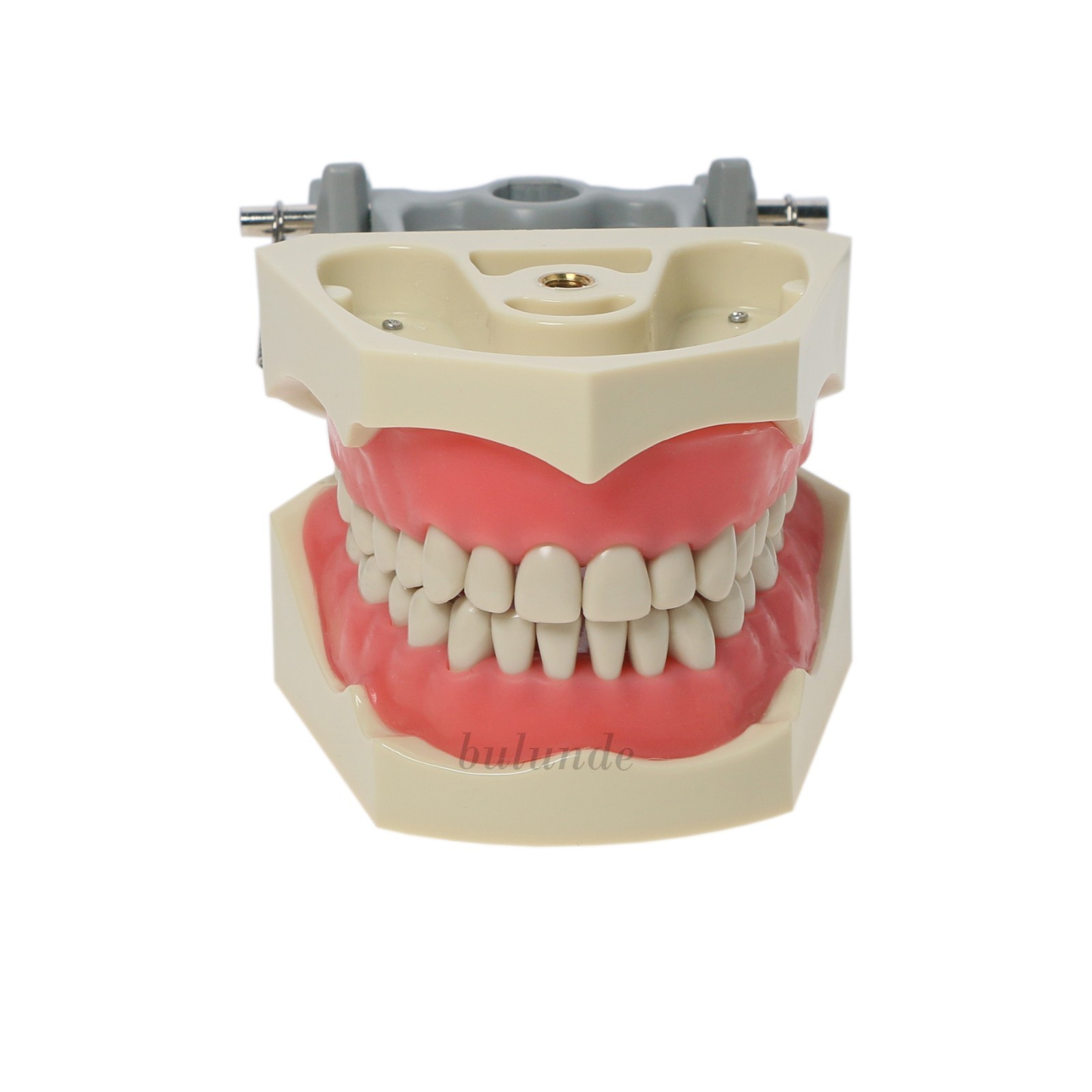 US Columbia 860 Type Dentoform Dental Typodont Model with 32Pcs Removable Teeth