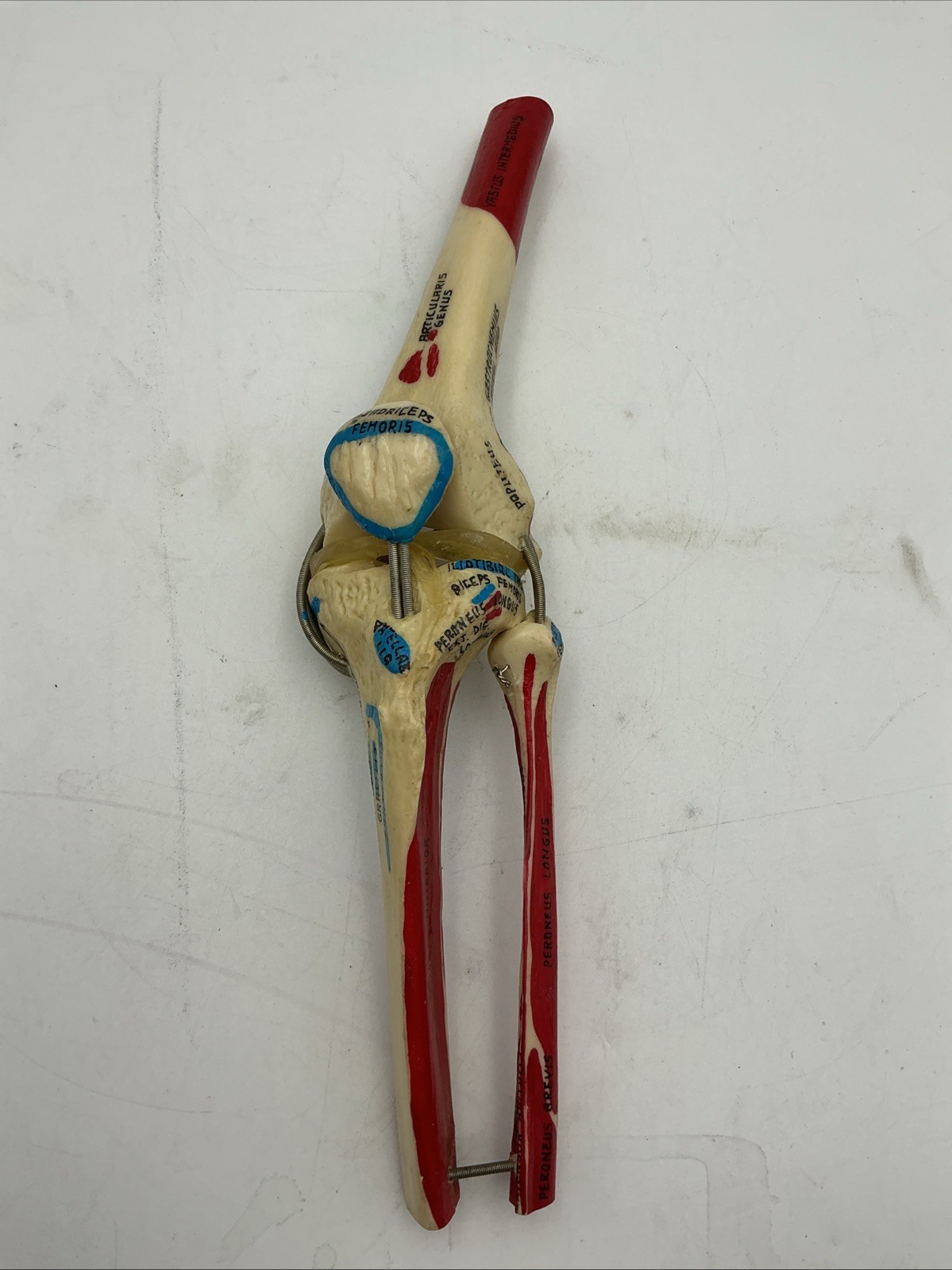 Medical Plastics Laboratory Functional Knee Joint Model with Muscle Attachments