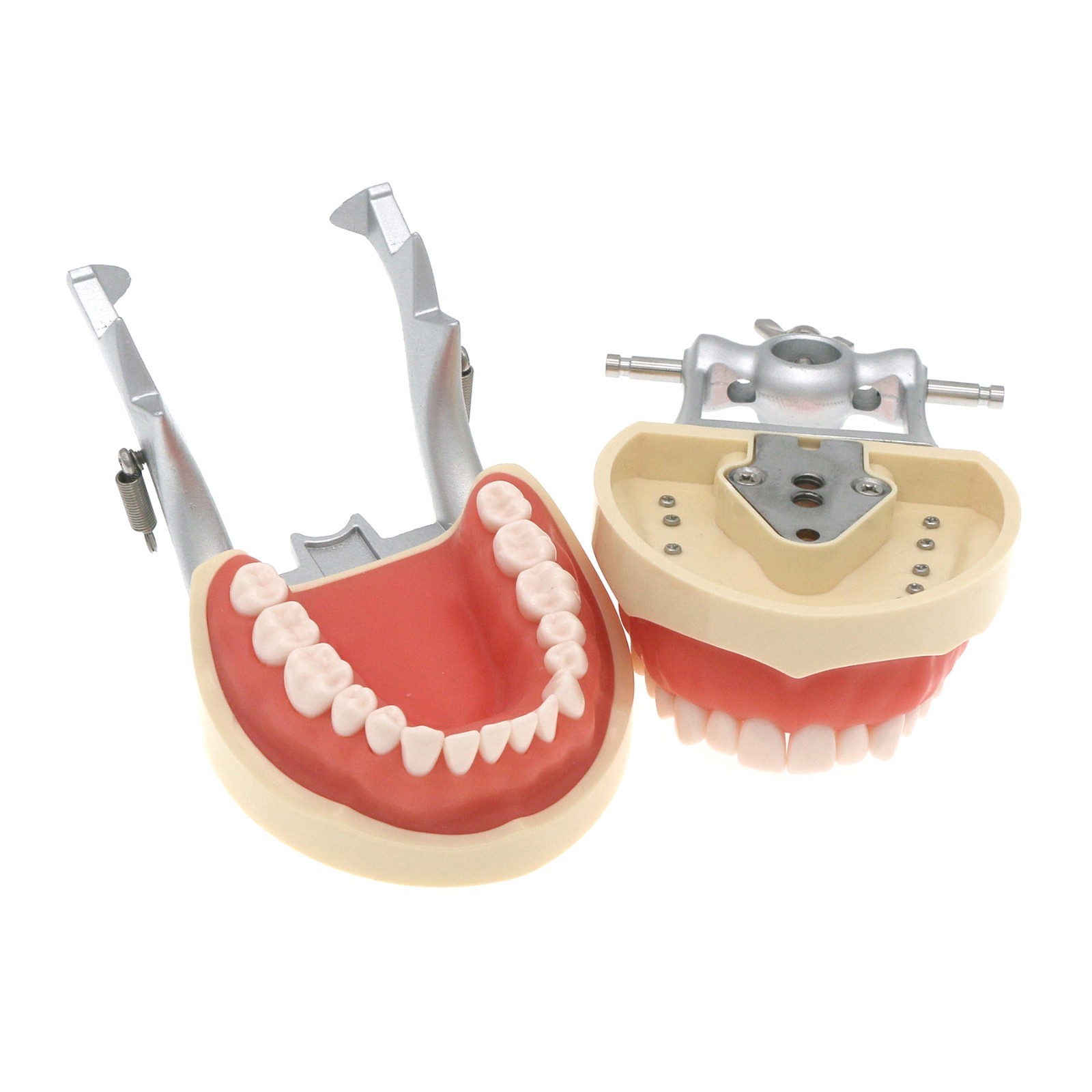 Dental 200 Type Typodont Model With Removable Teeth fit Kilgore NISSIN M8012
