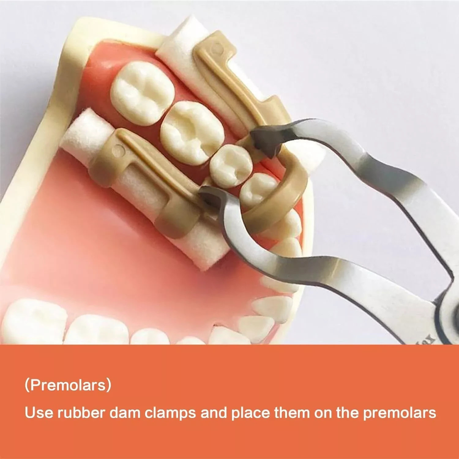 4Pcs/Box Autoclavable Dental Premolar Molar Moisture Isolation Cotton Roll Clamp
