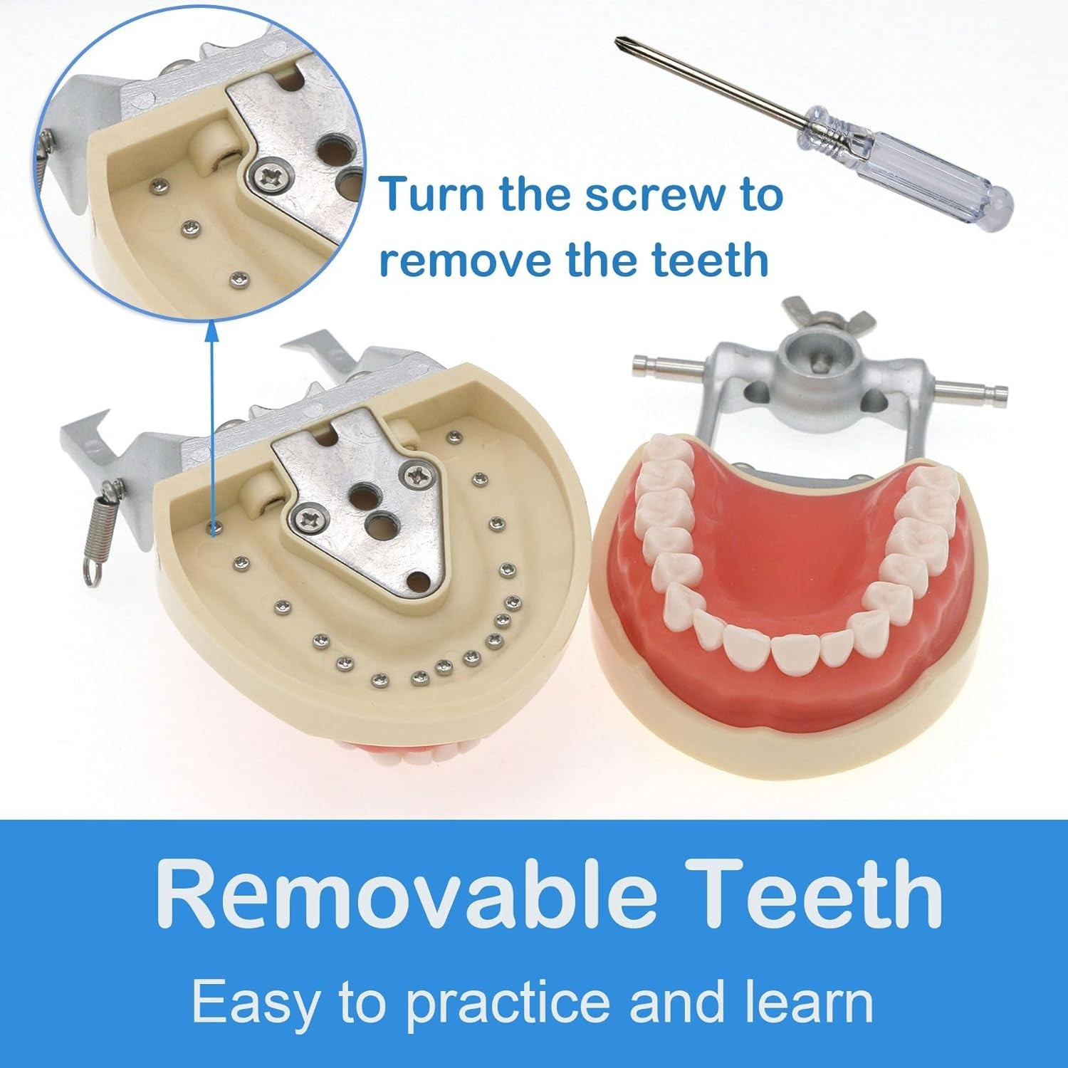 Fit Kilgore NISSIN 200Type Model Dental Typodont Model With 32Pcs Screw-in Teeth