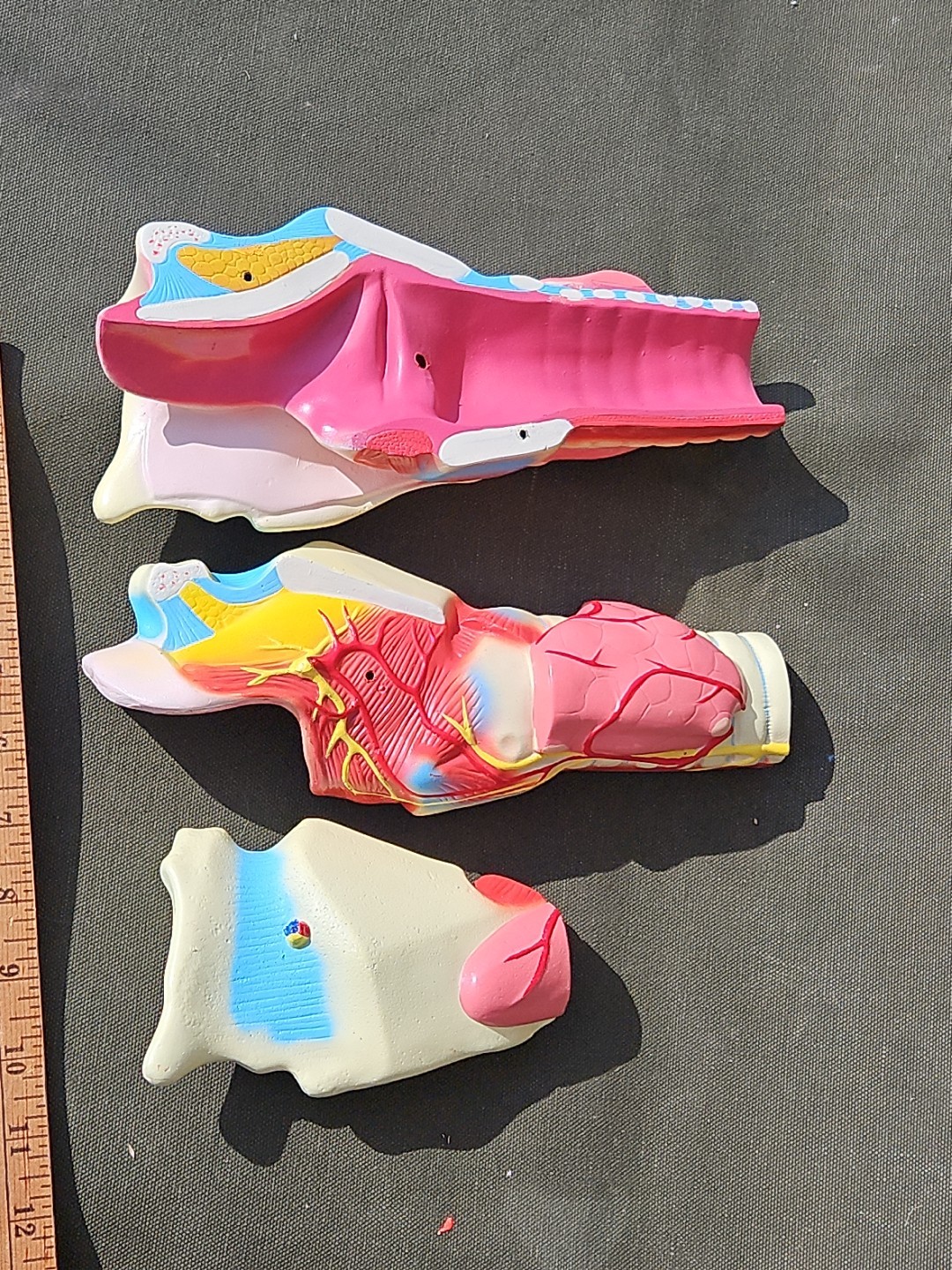 3-D Human LARNYX Anatomical Model 3 Part Doctor’s Office Student Teaching Doll