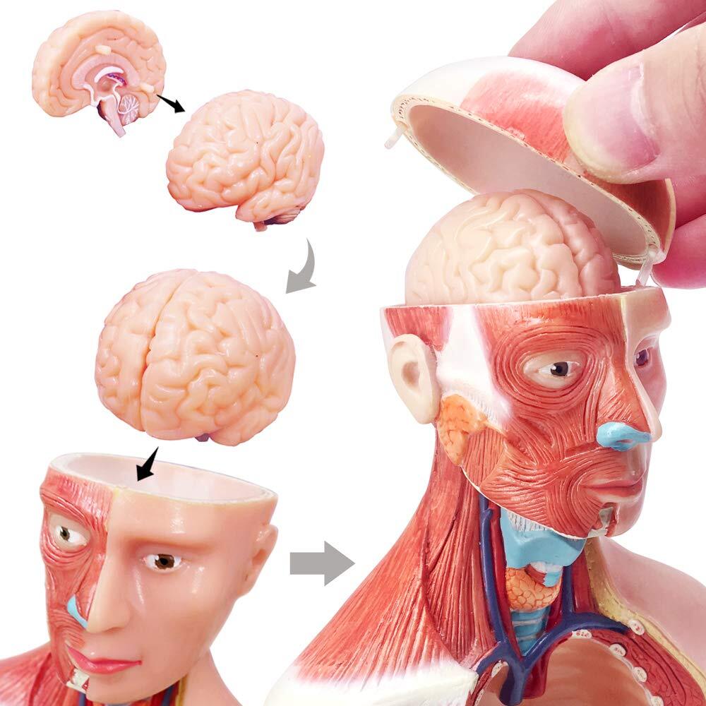 EVOTECH 2024 Newest Human Body Model for Kids 15 Pcs Removable 11 inch Human …
