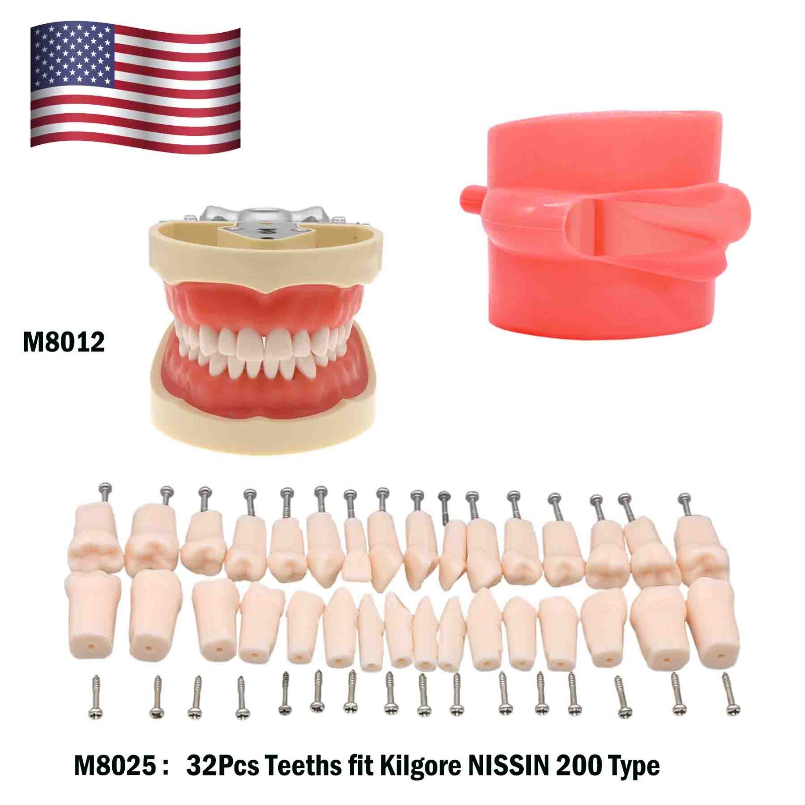 Kilgore Nissin 200/500 Dental Typodont Model With Removable Teeth Mounting Pole