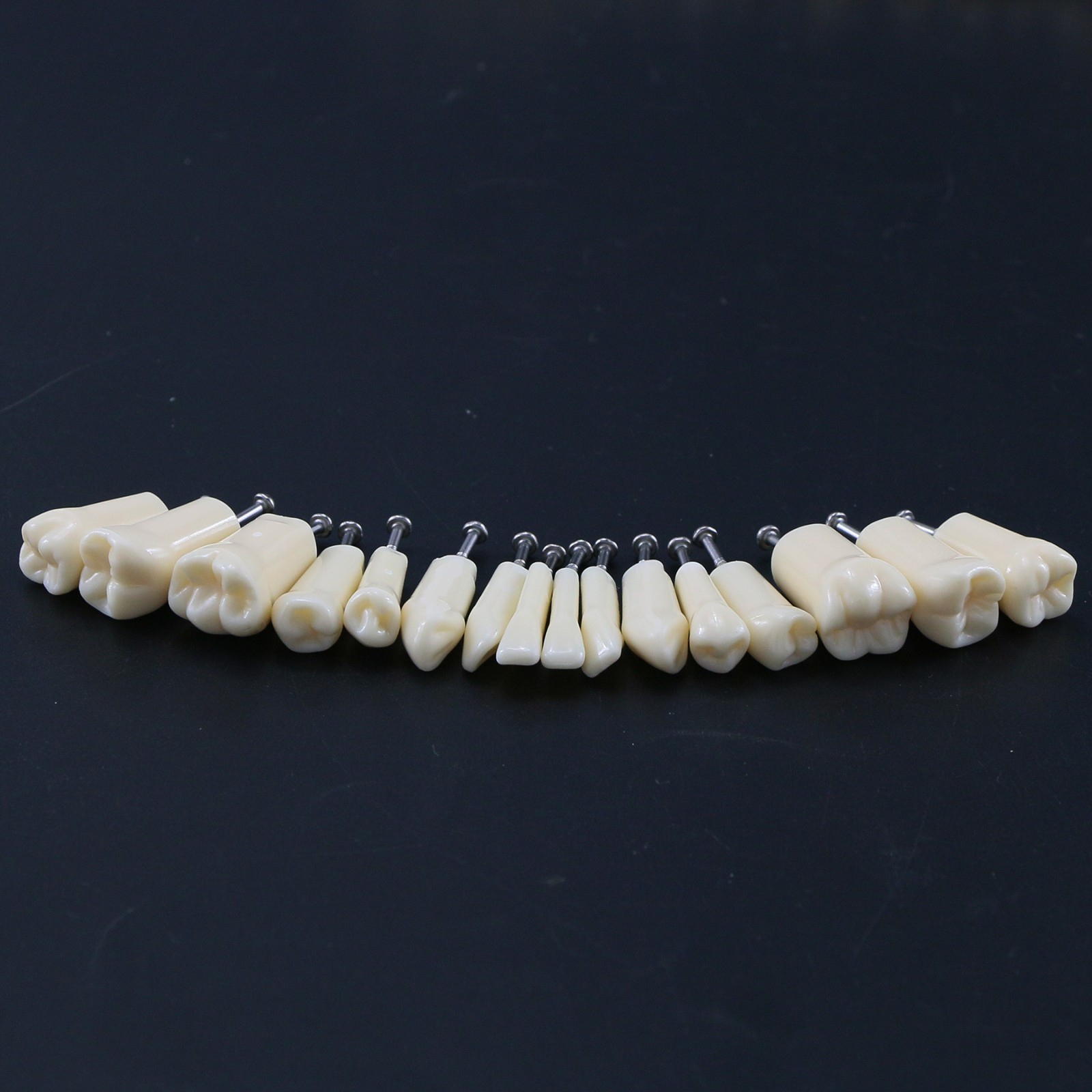 Dental Typodont Replacement Teeth Screw-in Model fit Kilgore NISSIN 200/500 Type