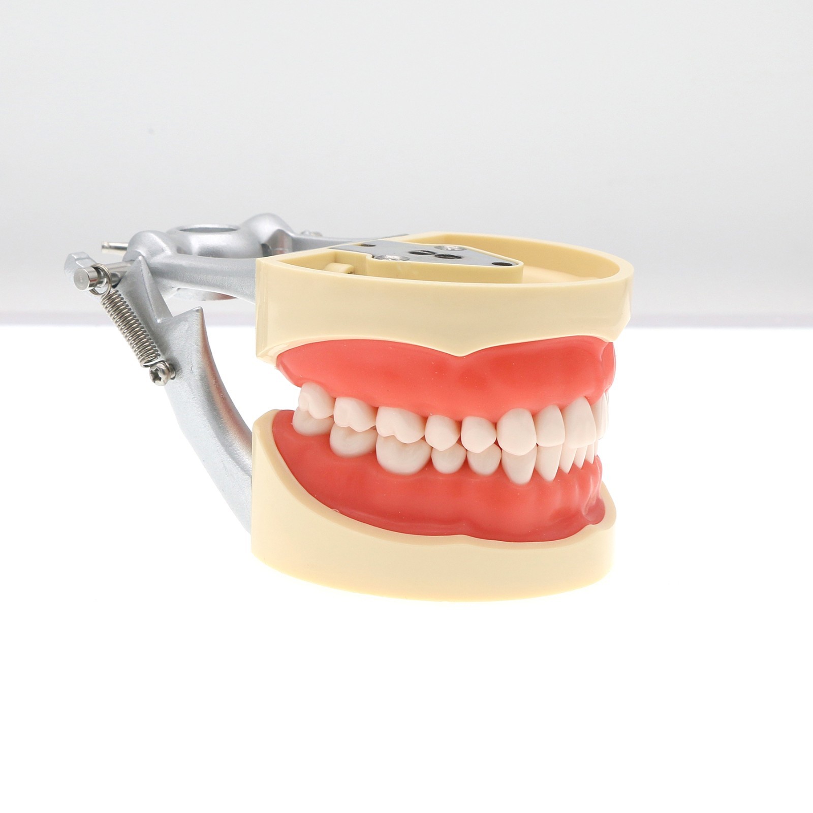 Kilgore Nissin 200 Type Dental Mounting Pole Typodont Model 32pc Removable Teeth