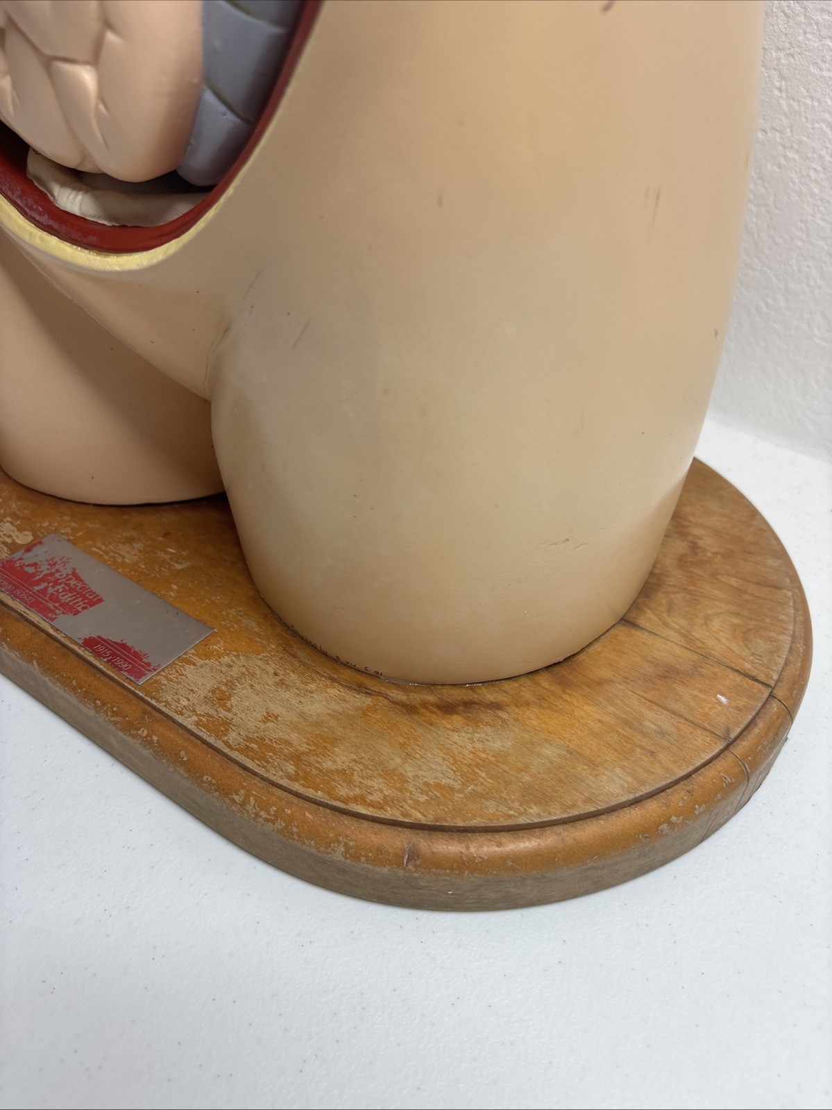 Denoyer-Geppert Body Torso Anatomical Model See Description
