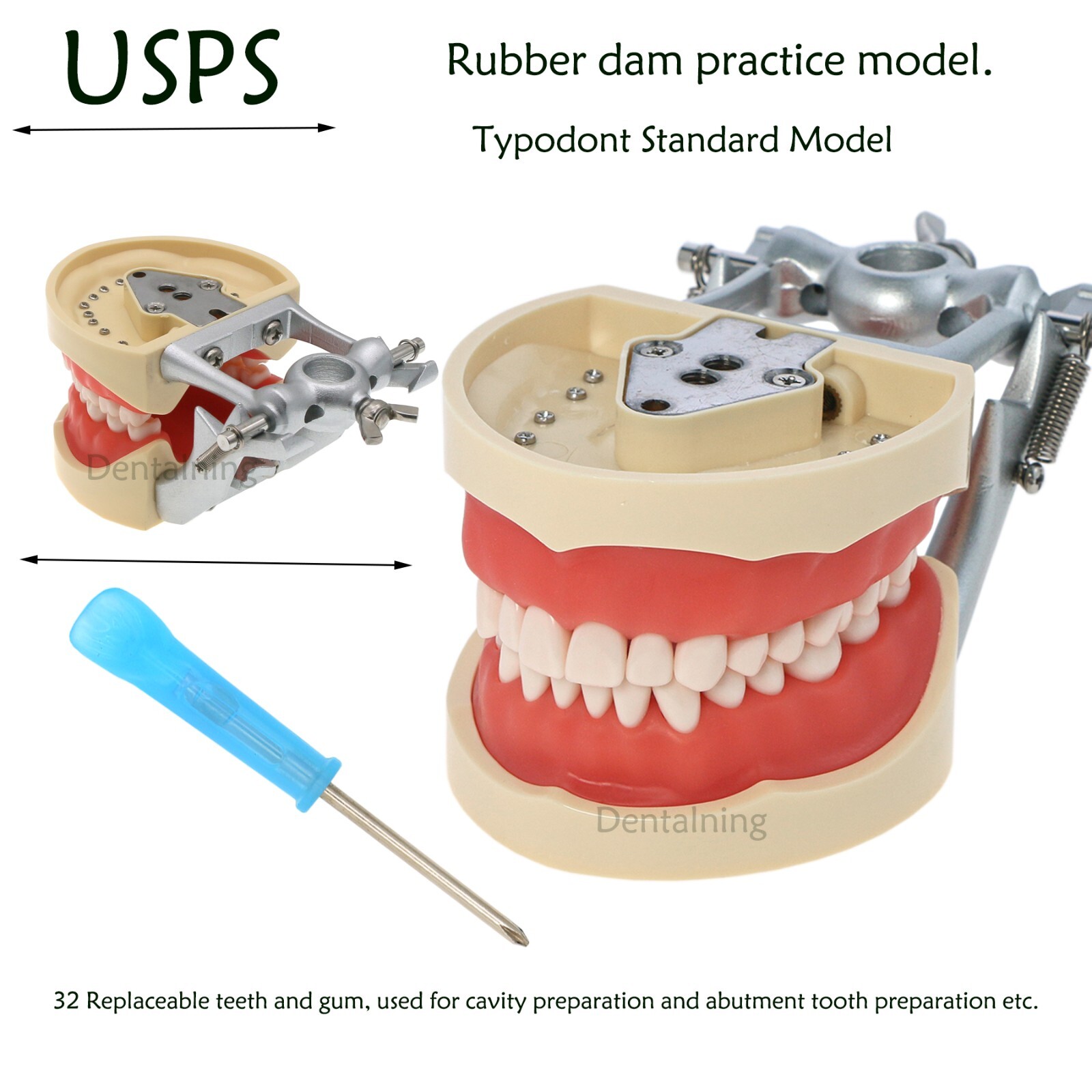US Kilgore Nissin 200 Type Dental 32 Teeth Removeable Model & Mounting Pole