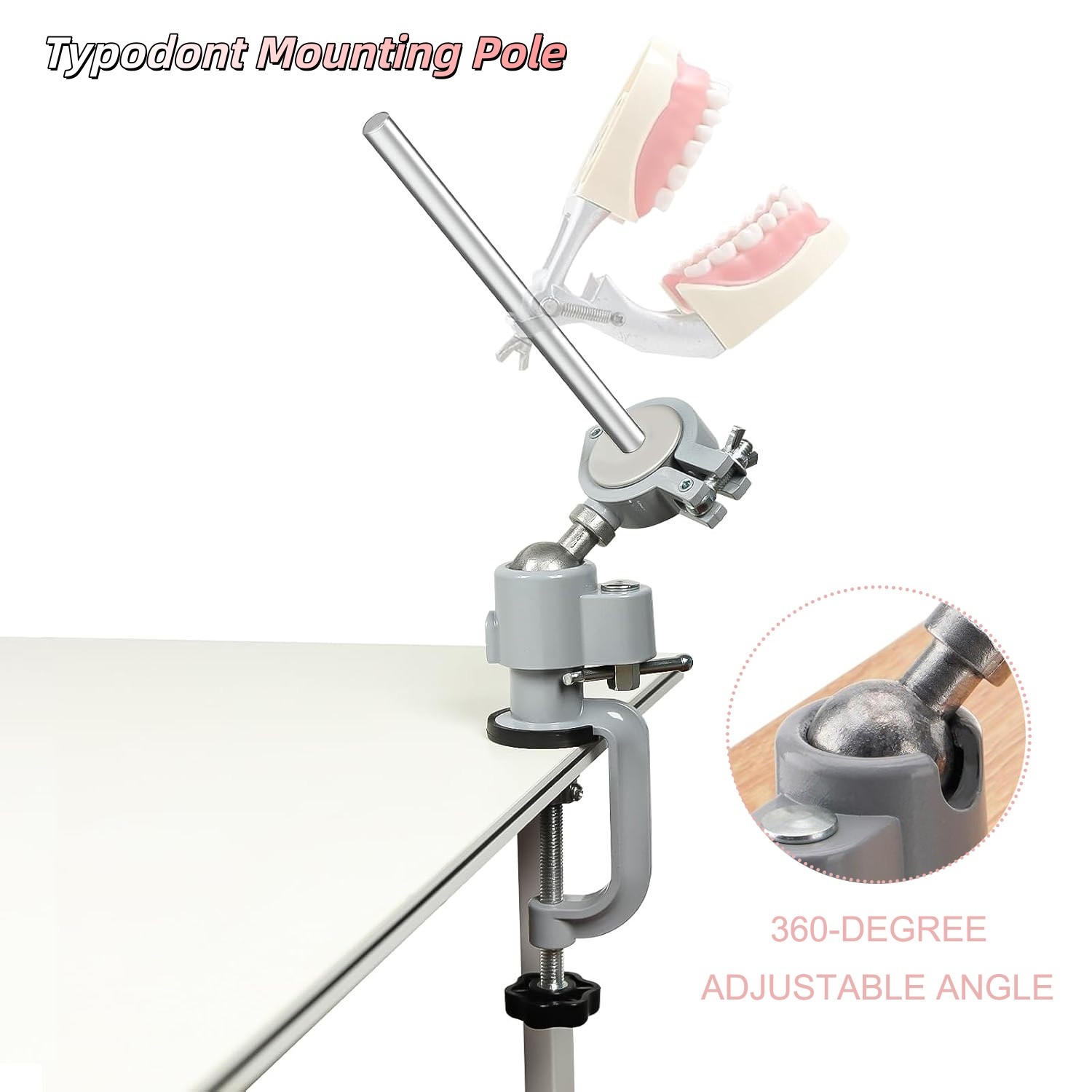 Dental Typodont Mounting Pole Teeth Model 360° Rotating not Teeth Model New