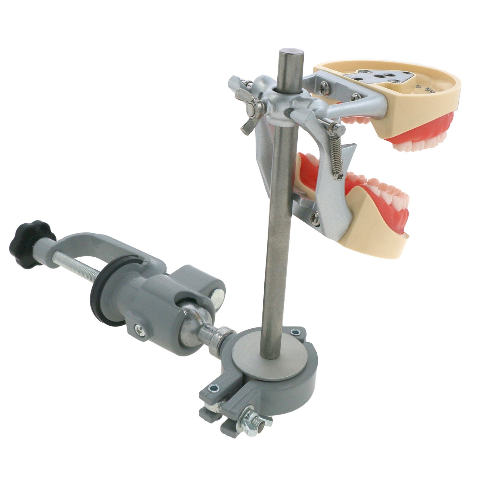 Kilgore Nissin 200 Type Dental Mounting Pole Typodont Model 32pc Removable Teeth