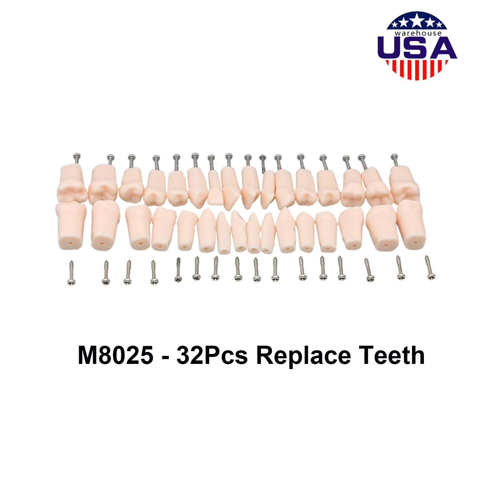 Dental 200 Type Typodont Model With Removable Teeth fit Kilgore NISSIN M8012