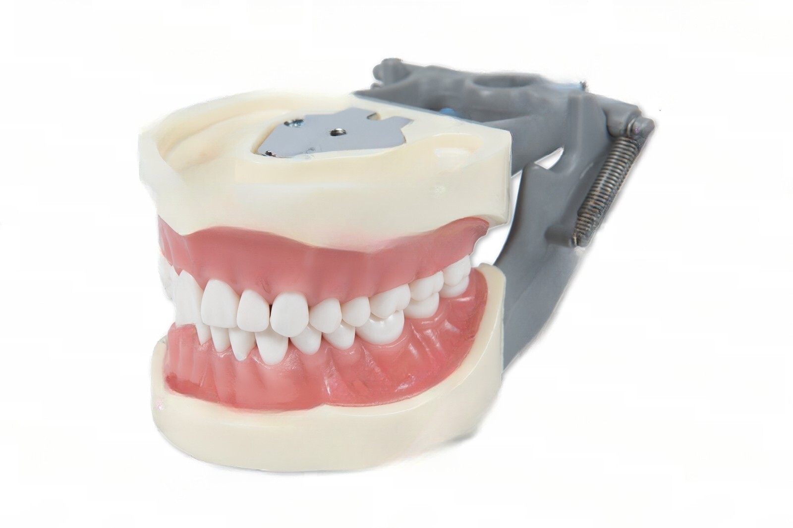 DENTAL TYPODONT MODEL 200 WITH REMOVABLE TEETH KILGORE NISSIN TYPE